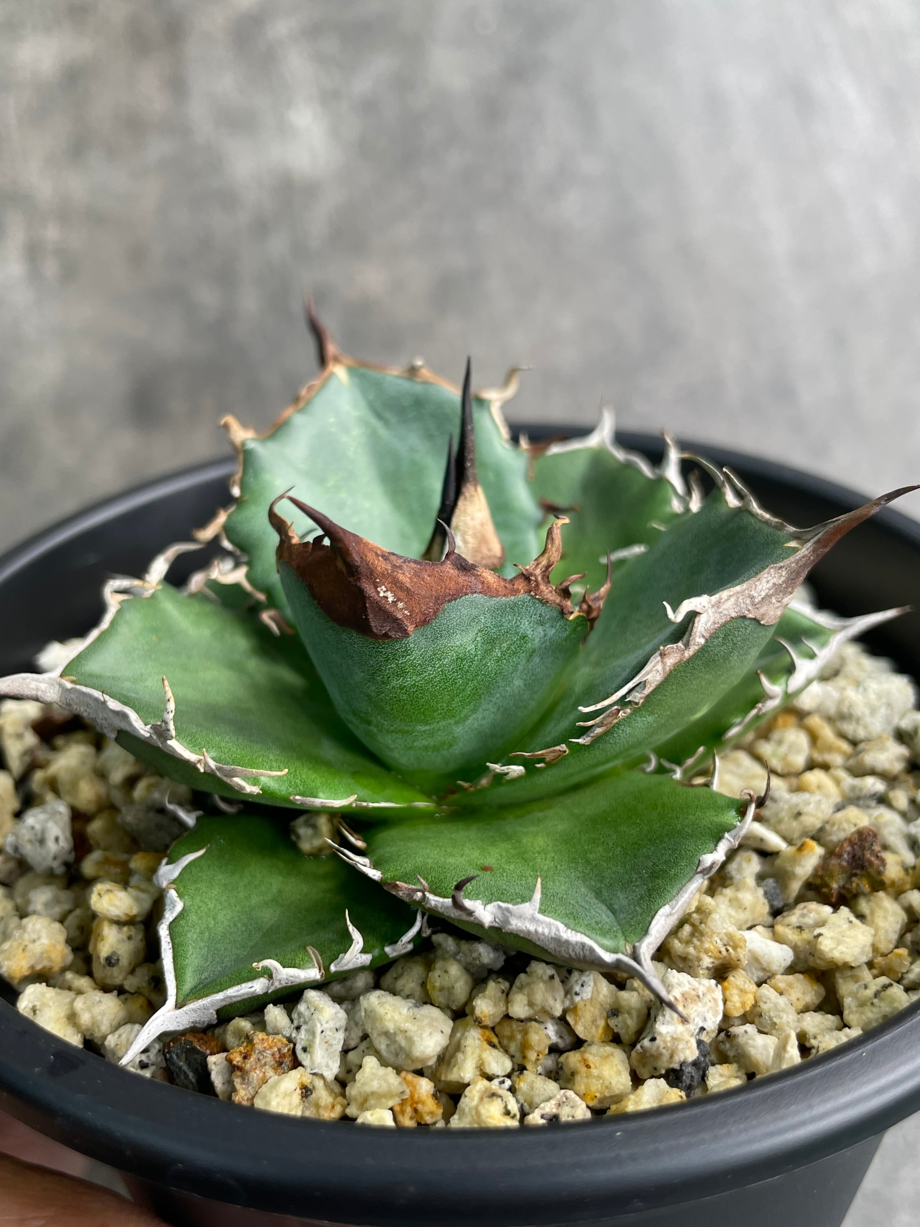 アガベ・チタノタ '緑犀牛' | inco堂植物園