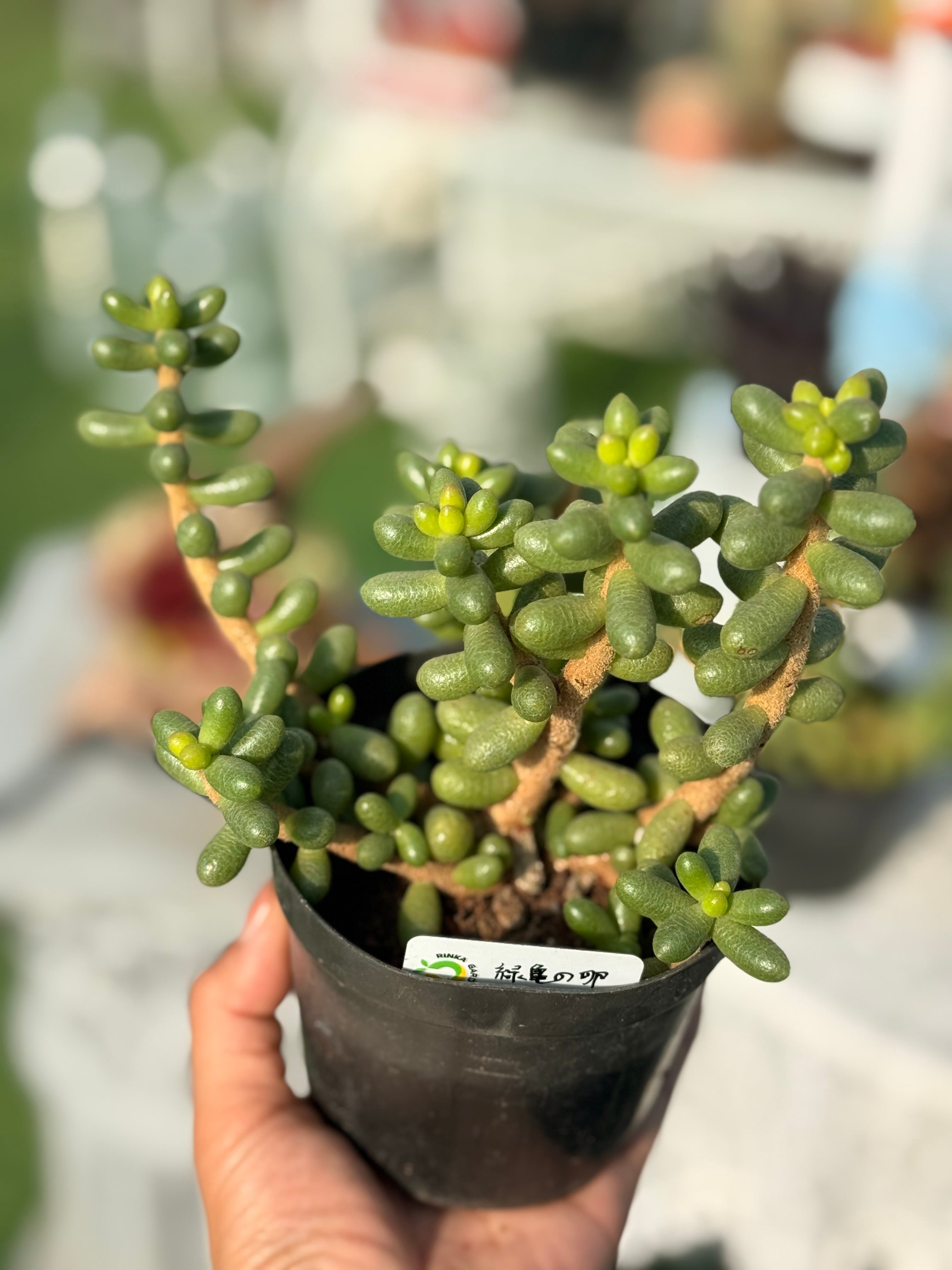 多肉植物 アエオニウム レア 孔雀白錦 美苗 #孔3 | PAY ID
