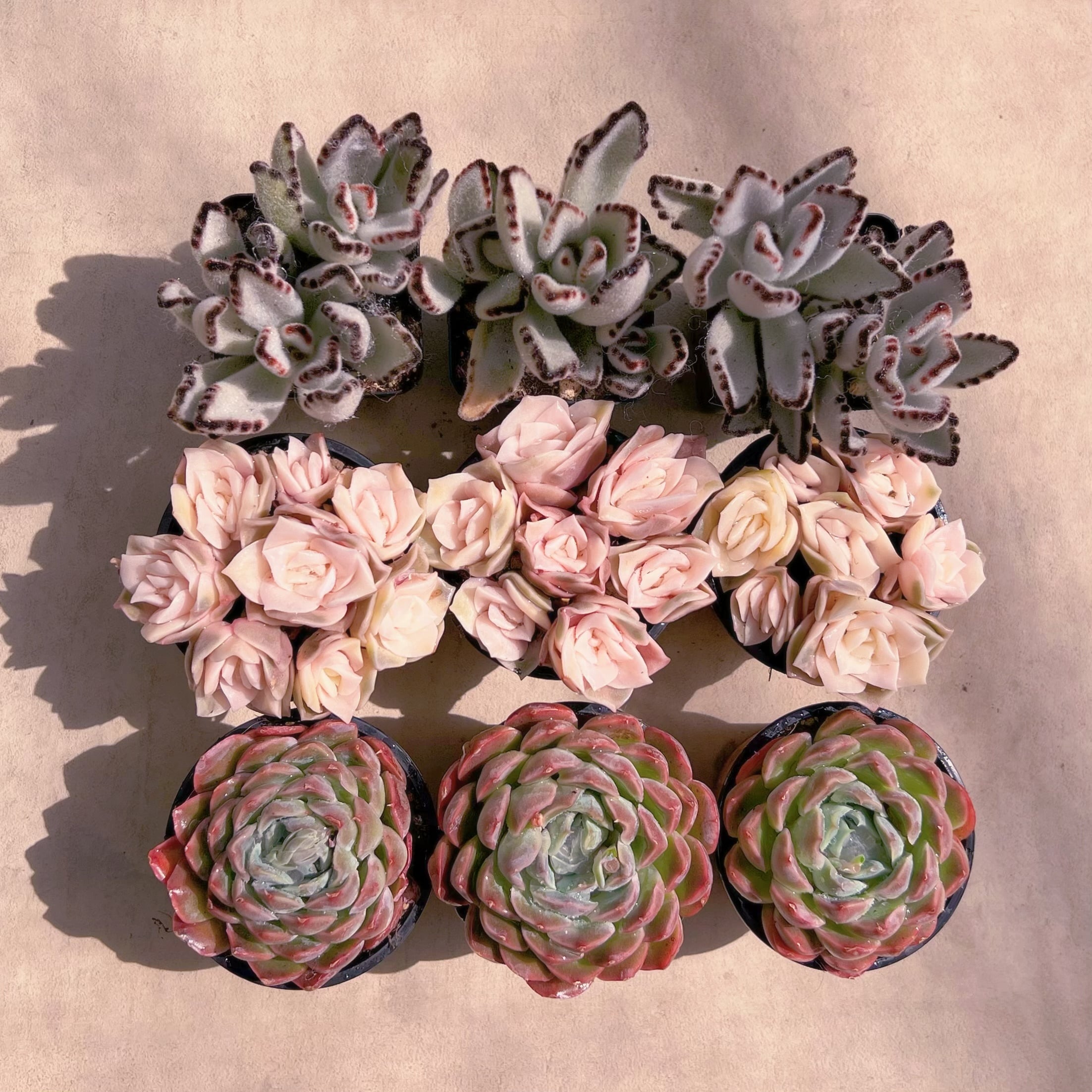 BASE販売会セットD