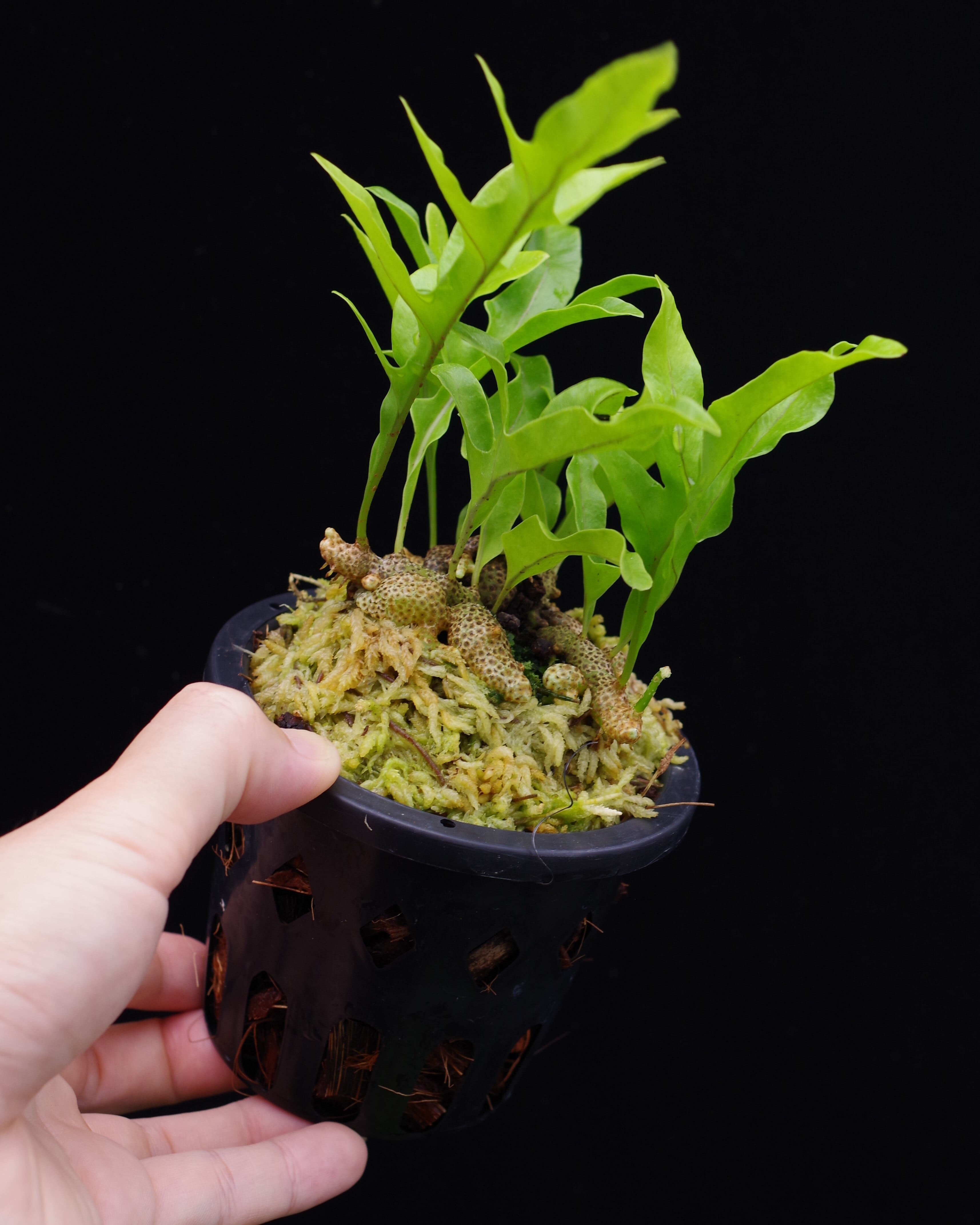 その他観葉植物 Lecanopteris KP9 Lecanopteris lomarioides (upright form) | 伊藤蟻植物農園