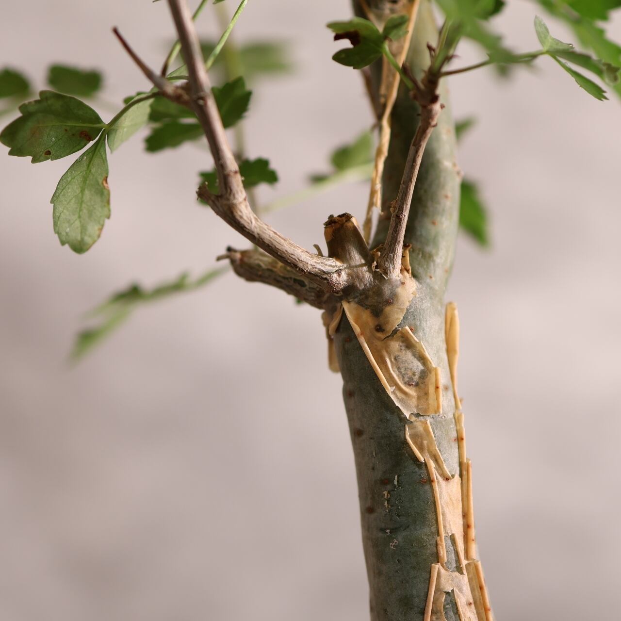 313 剥ける樹皮が魅せる『ブルセラ ファガロイデス Bursera fagaroides