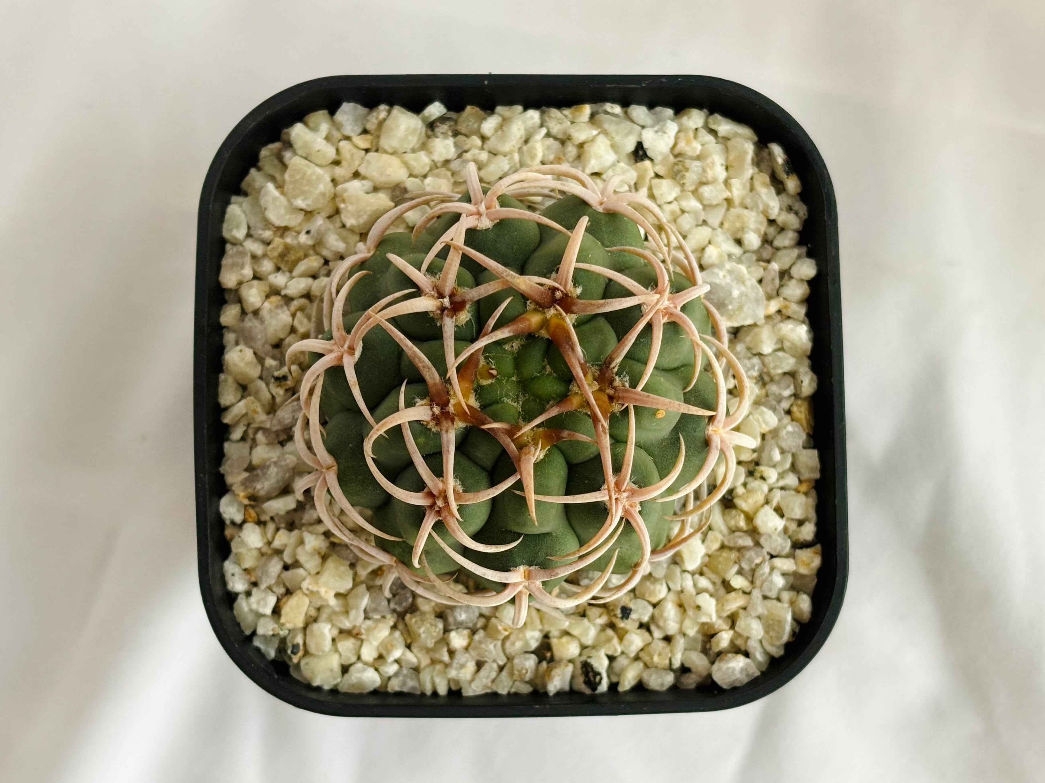 Gymnocalycium mostii ssp. ferocior ギムノカリキュウム フェロ