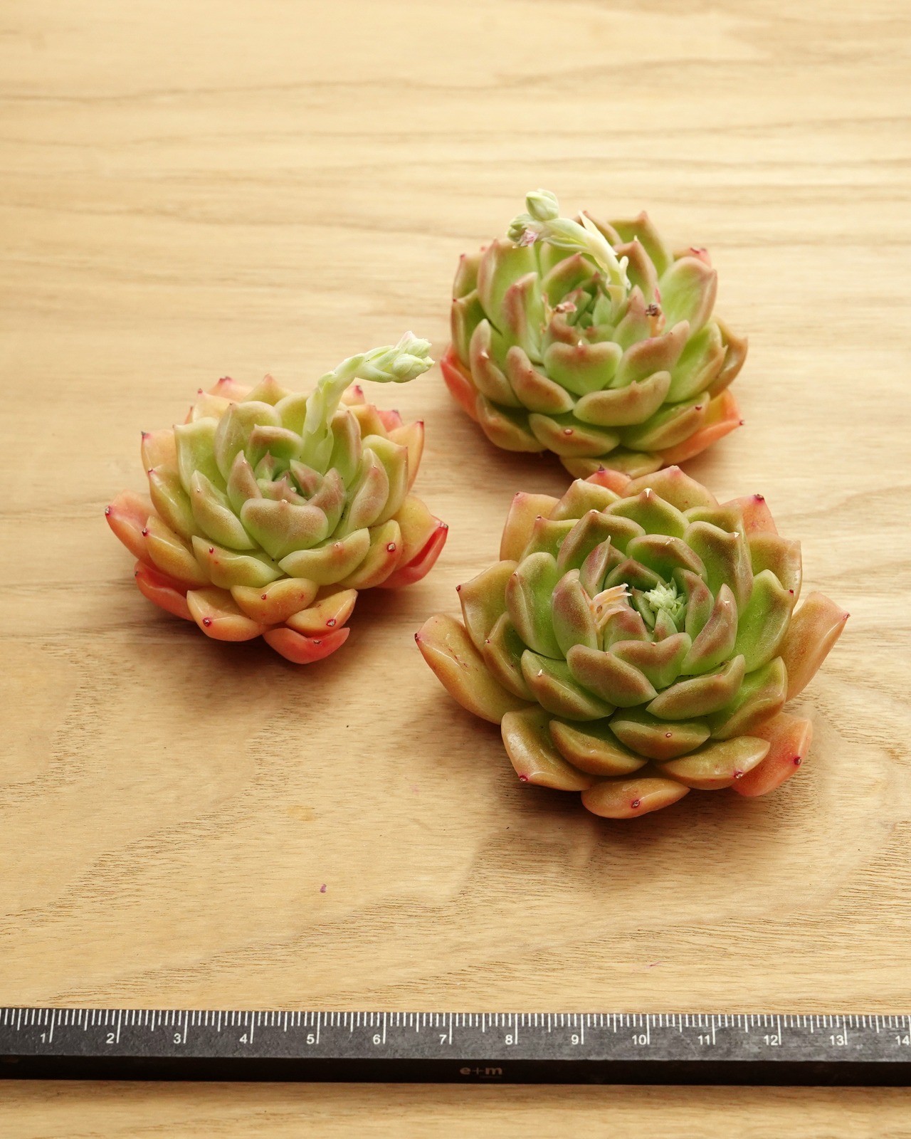 カット苗 トムボーイ Echeveria 'Tomboy'