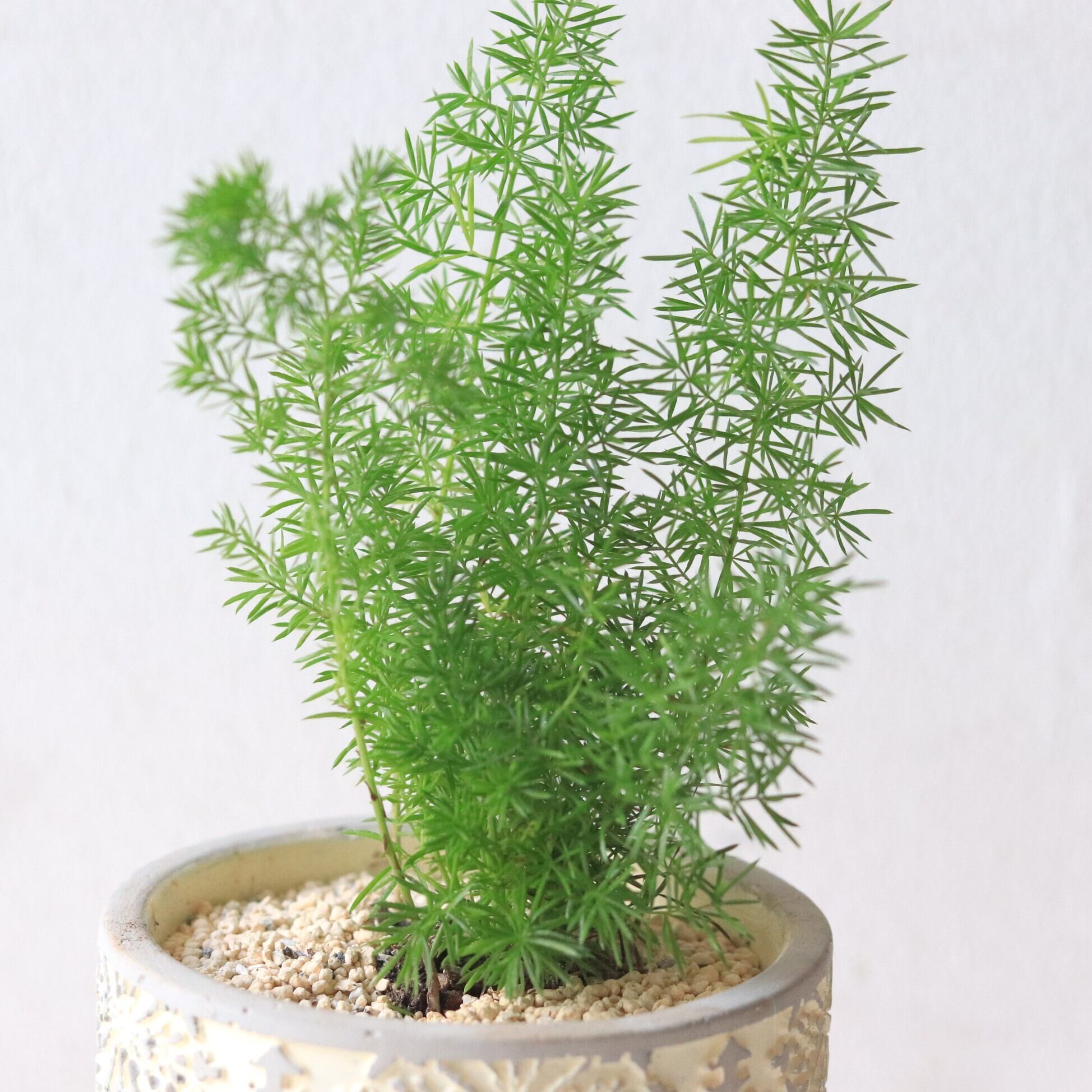 グリーン】アスパラガスメイリー | ジーフラットインテリアショップ