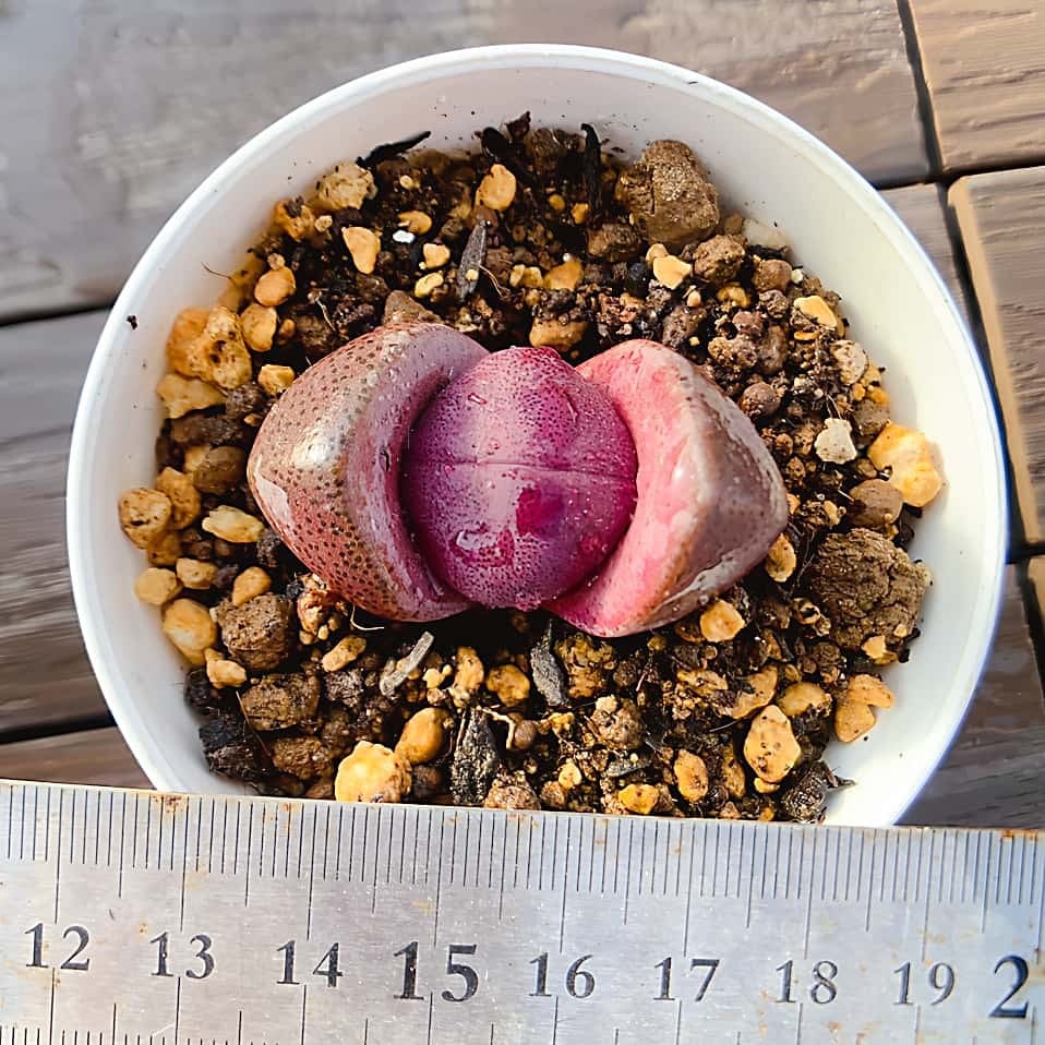 専用ページです。他の方はお買い上げになりませぬよう❤️多肉植物 多肉専門VERVE