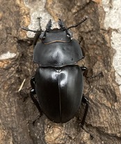 【WD】《プラティノータツヤクワガタ ♀単》