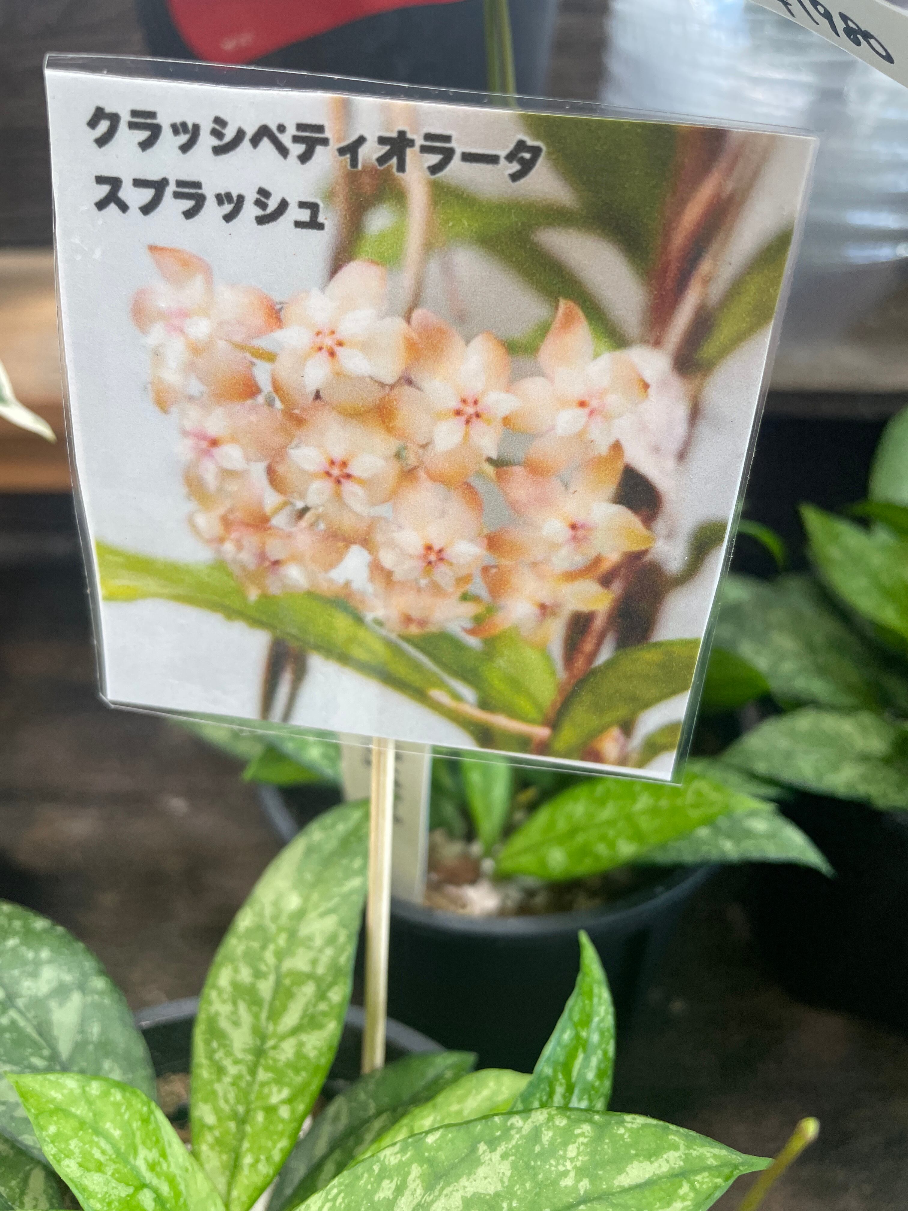 50 ＊ ホヤ ＊ Hoya ＊ クラッシペティオラータ ＊ スプラッシュ 特価中】ホヤ クラッシペティオラータスプラッシュ | Gardenえん
