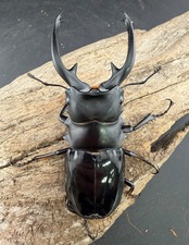 【WD】《インターメディアツヤクワガタ ネグロス島産 91mm ペア》