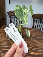 ★1990【極みの斑】モンステラ　デリシオーサ　タイコンステレーション（75㎜ロングポット）