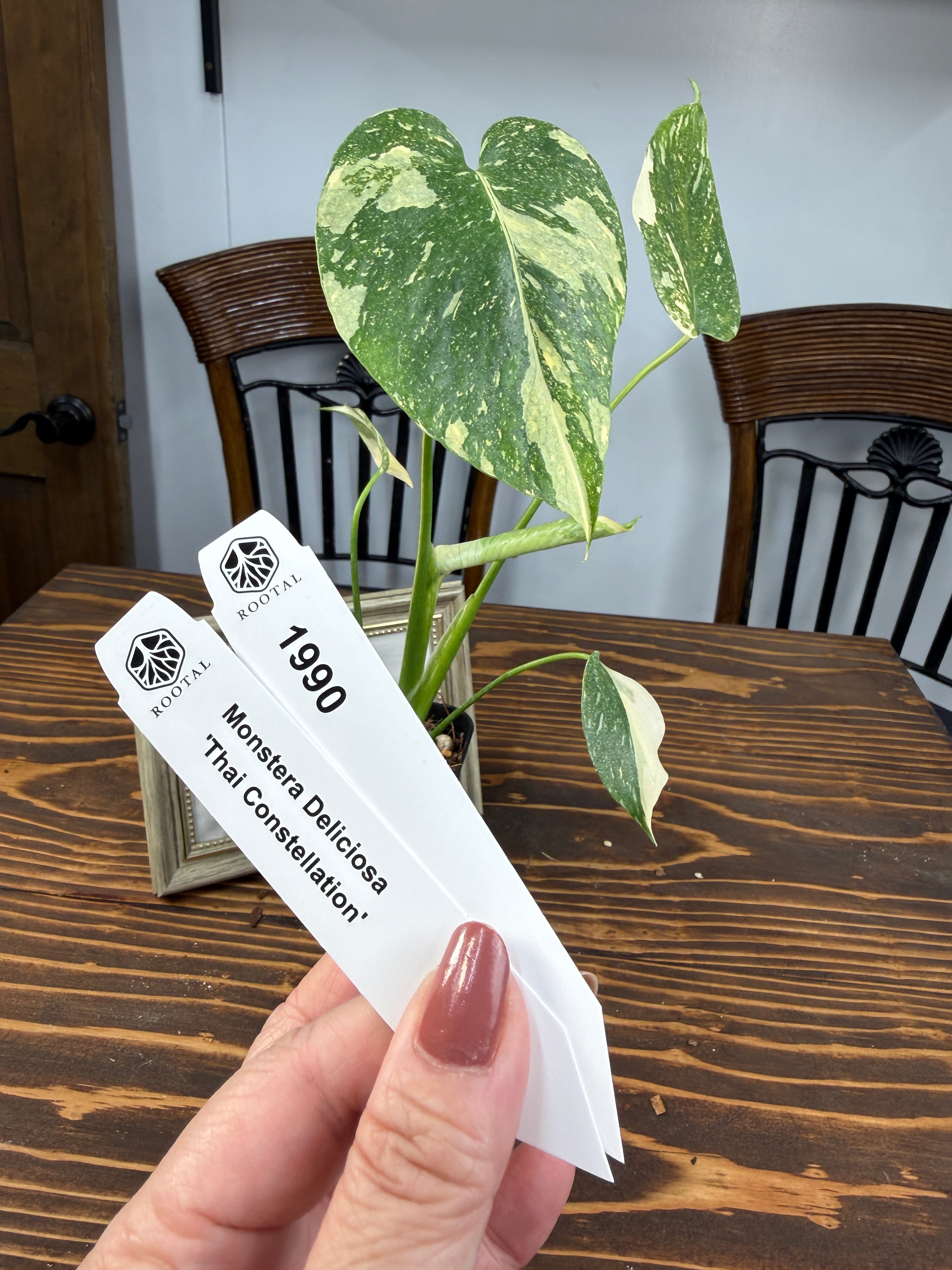 ★1990【極みの斑】モンステラ デリシオーサ タイコンステレーション(75㎜ロングポット)