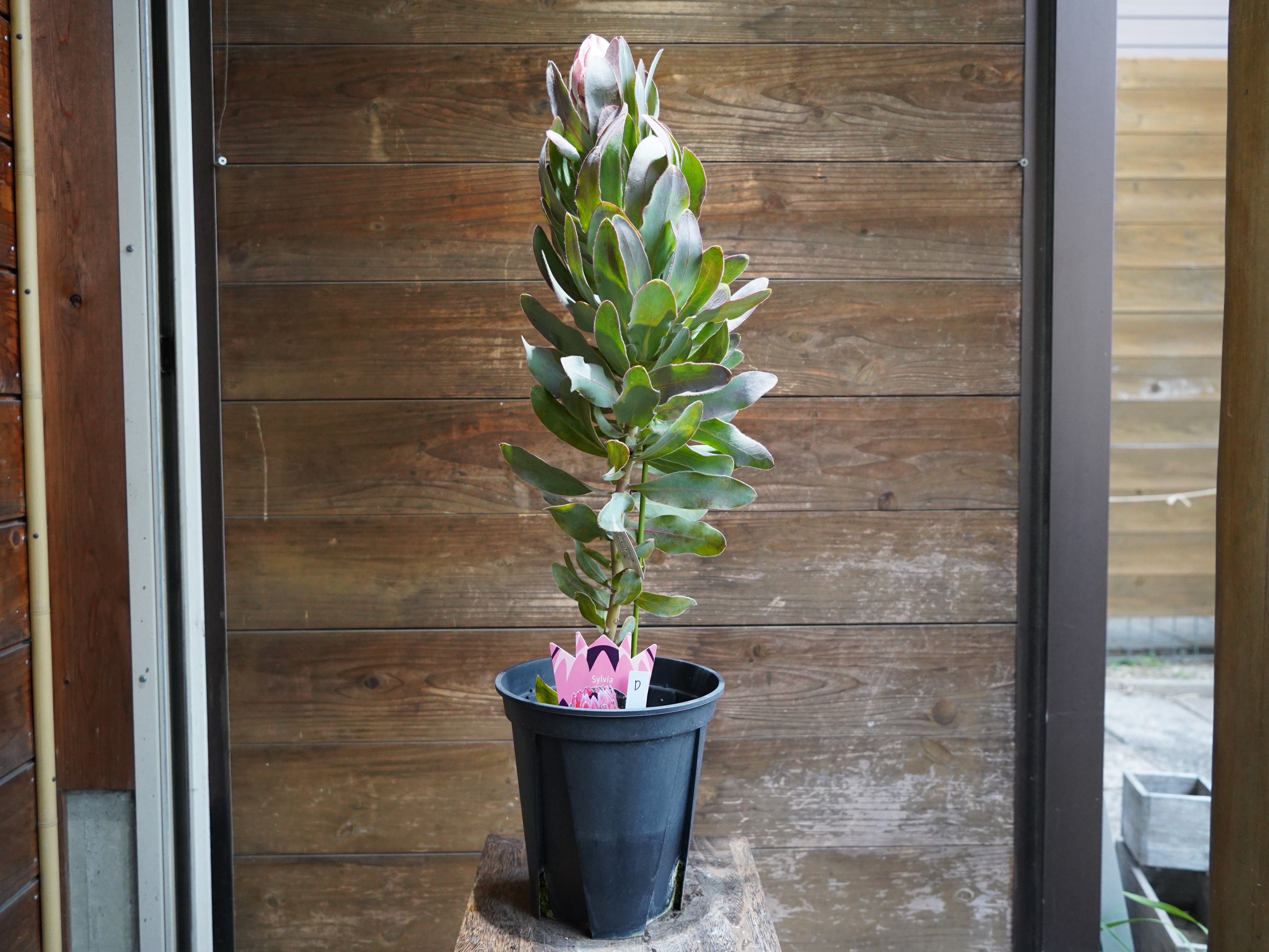 【現物】プロテア ”シルビア”　D