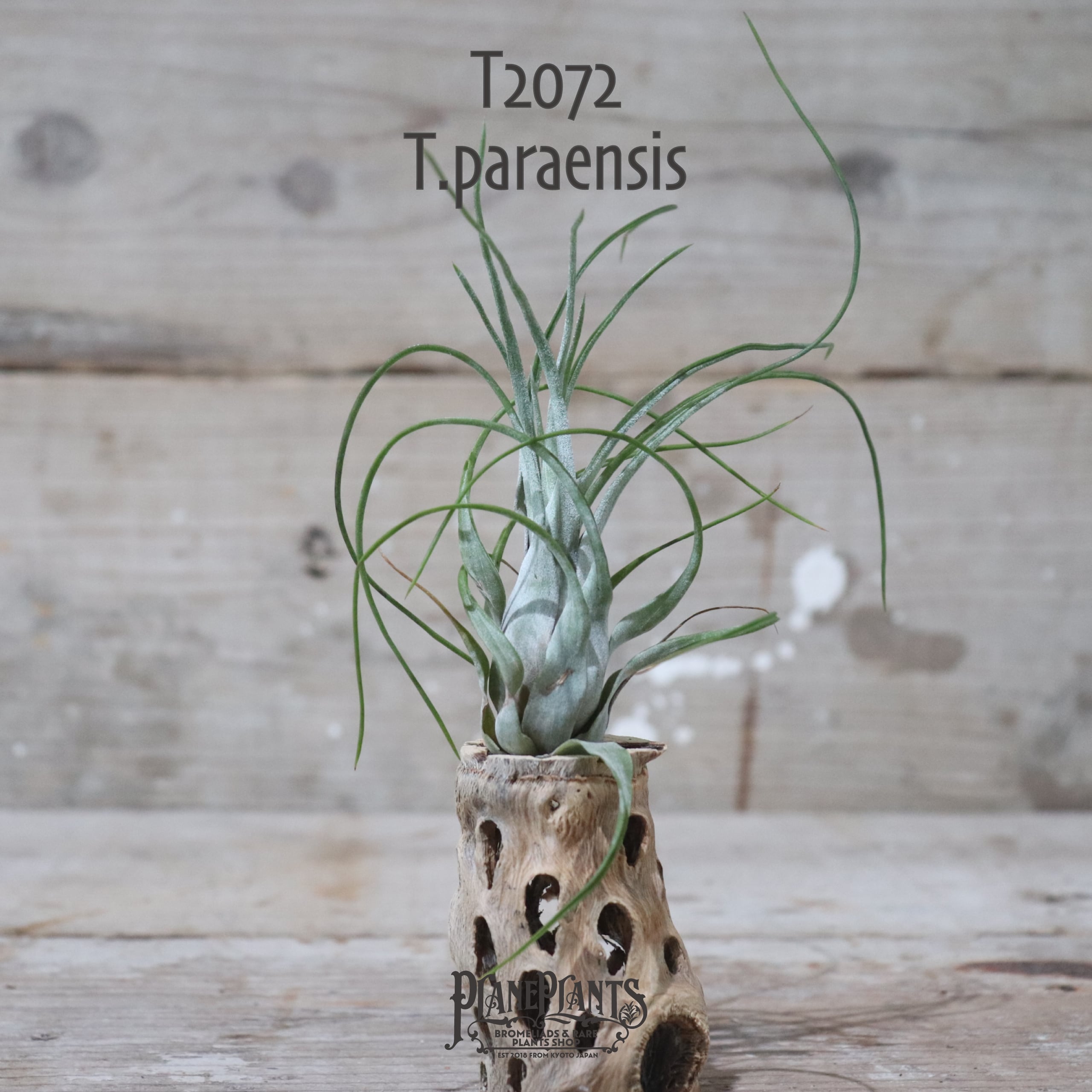 【送料無料】paraensis M〔エアプランツ〕現品発送T2072