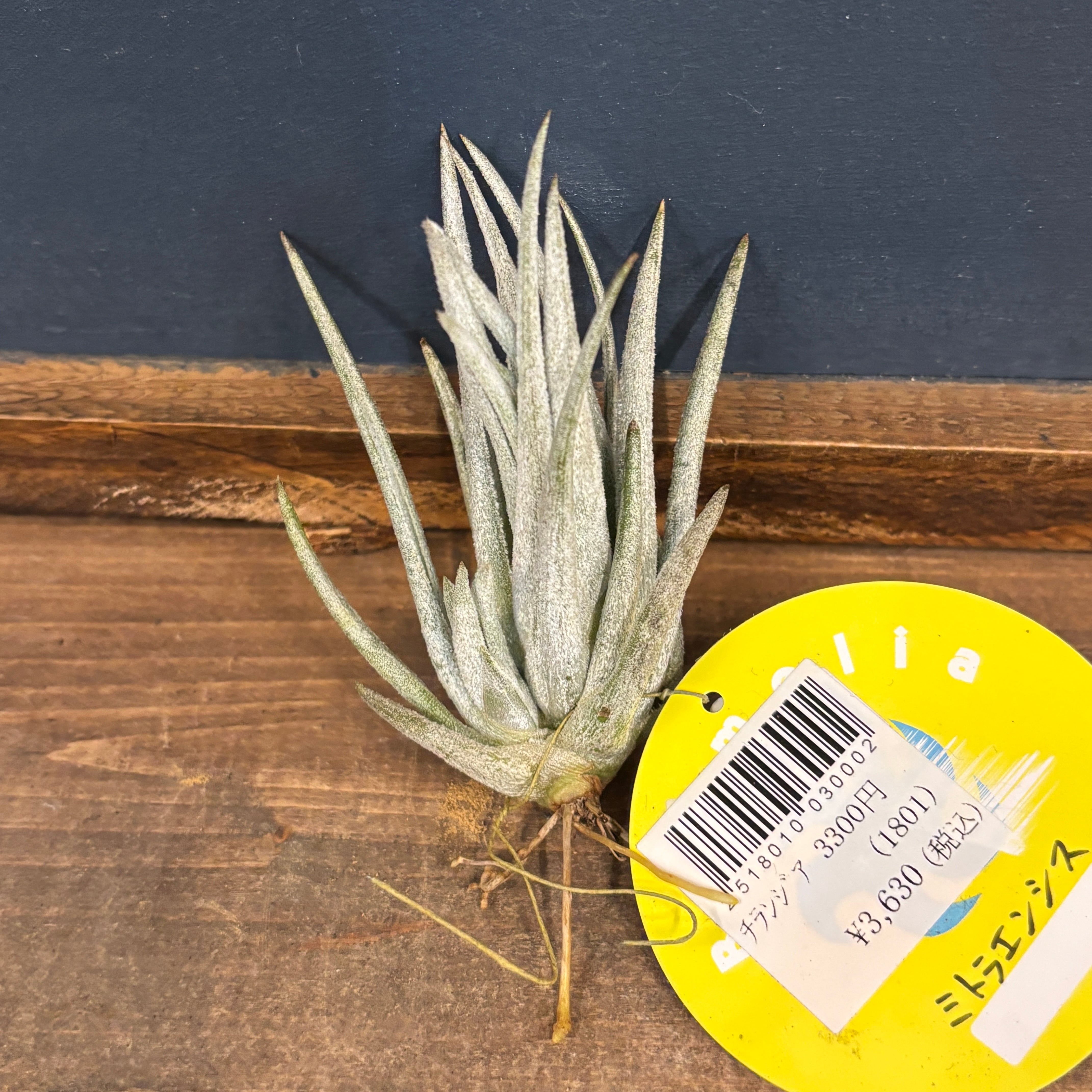 杵【購入者決定済】 チランジア ミトラエンシス【306】 | PROTOLEAF プロトリーフ