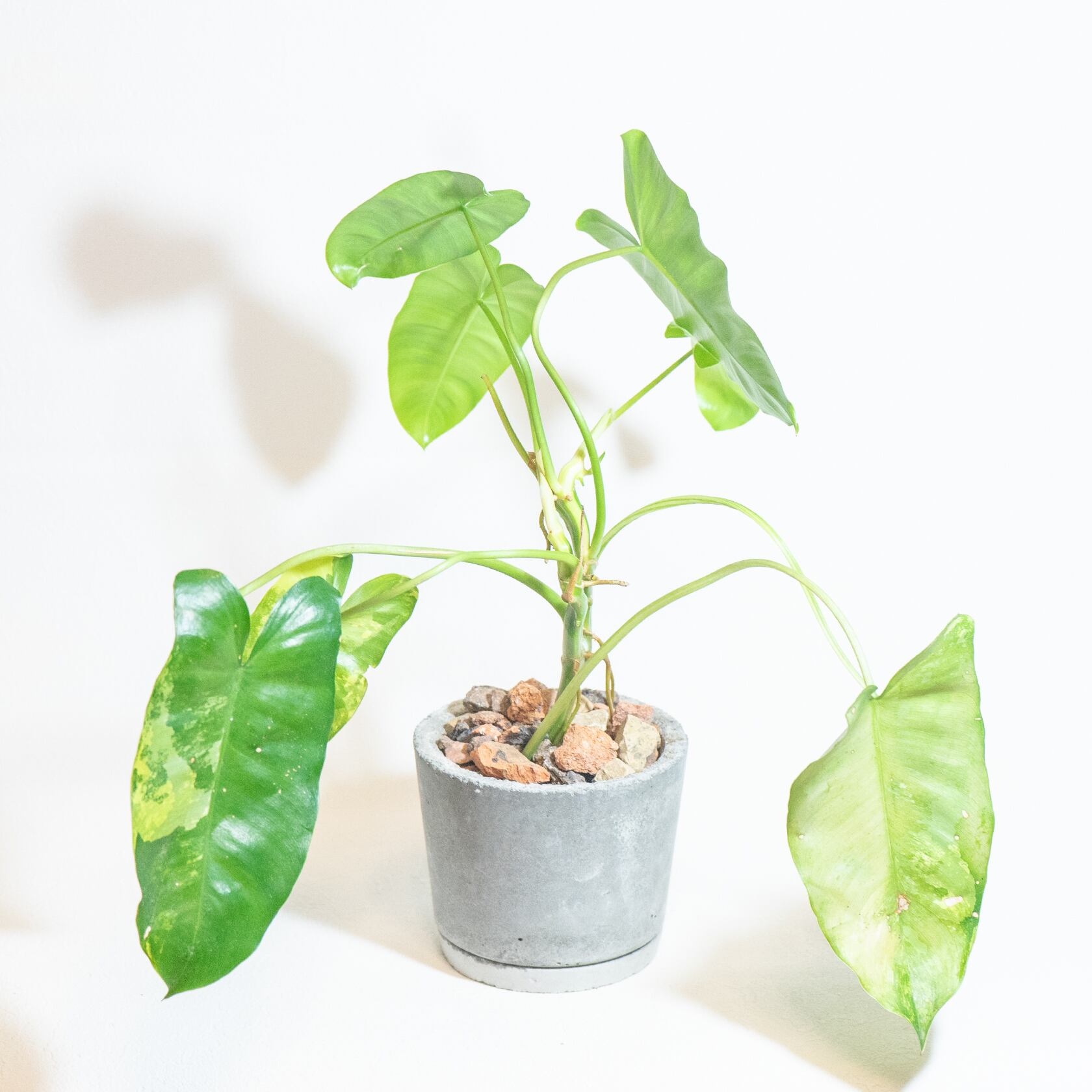 ＼送料無料／≪ 観葉植物 ≫室内管理もオッケーなフィロデンドロンの鉢植え｜シンプルでお部屋を選ばない手作りモルタル鉢