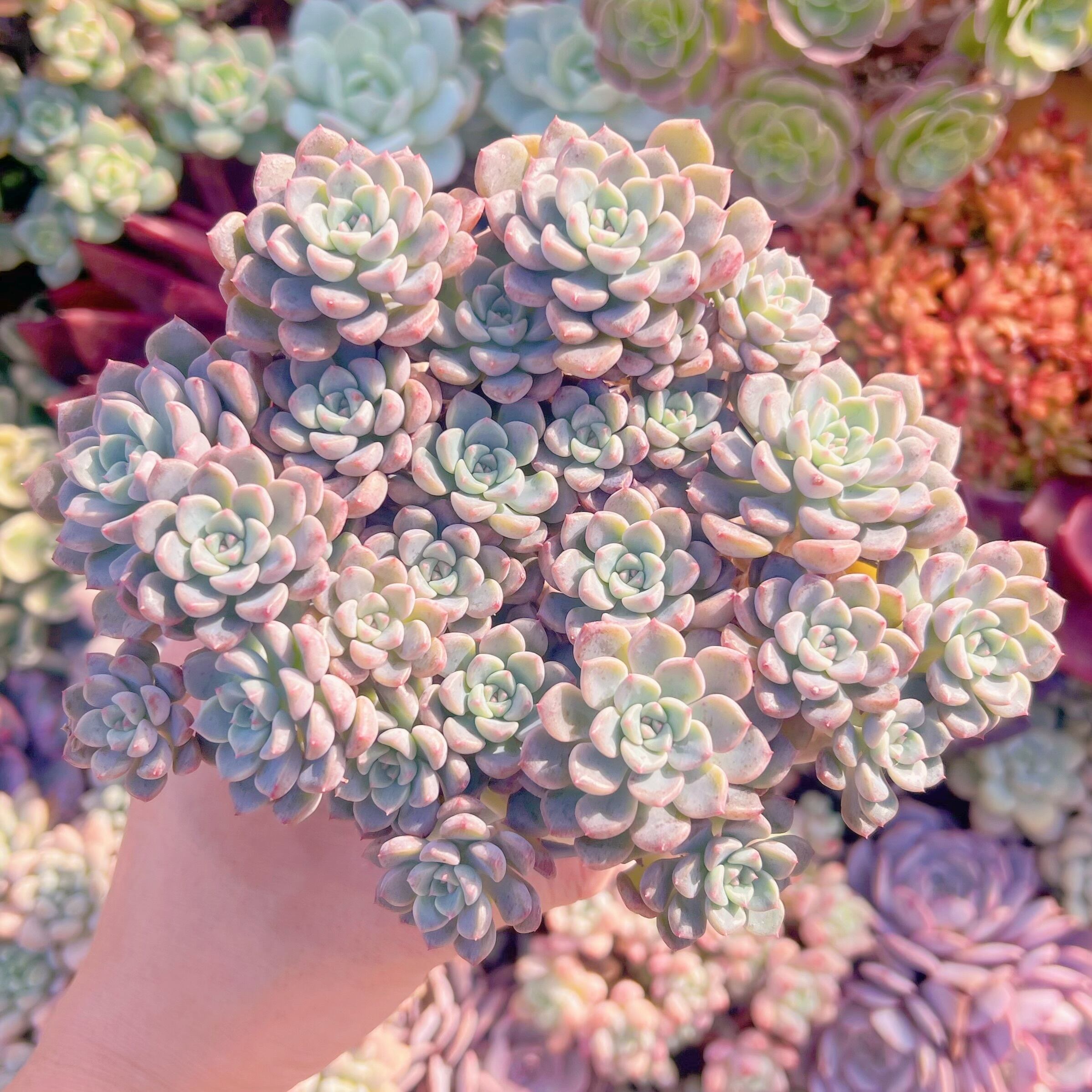 現品　ベビードール#785　大群生　新入荷