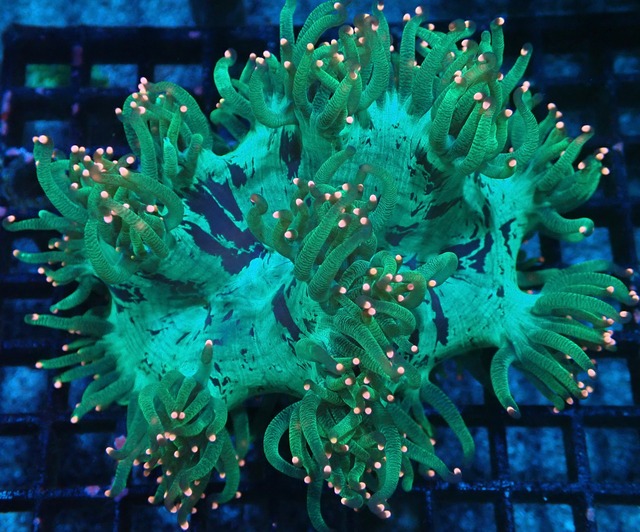 【現地買付】Catalaphyllia PinkChip 2