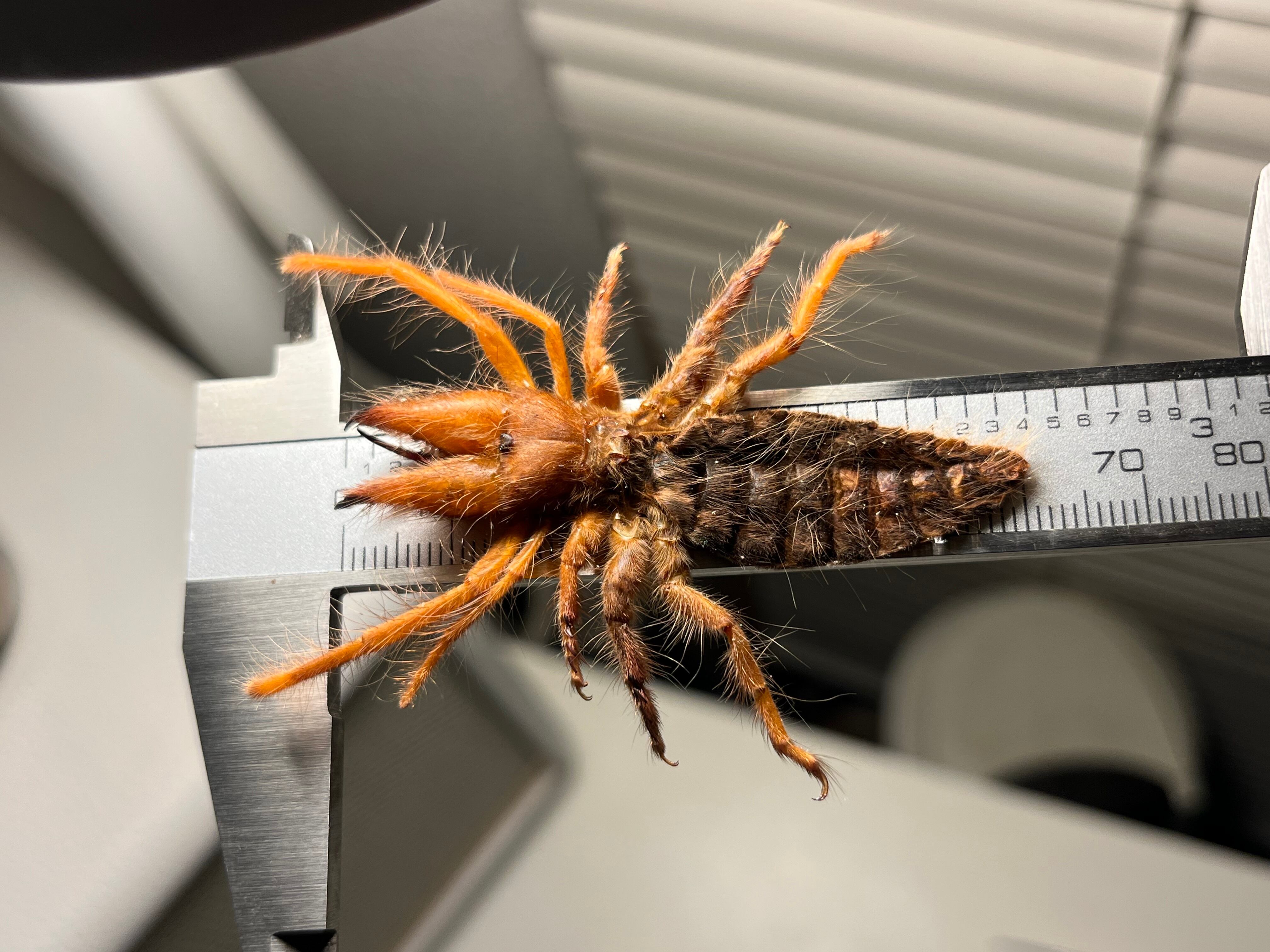 ヒヨケムシ | オモニキチュウ