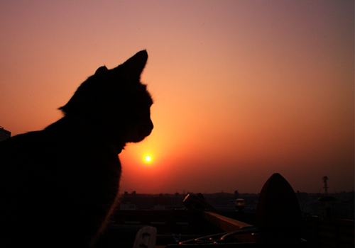 猫 ポストカード The Cat who....猫は夕焼けを見つめる 10x14.8センチ（cm）官製はがきサイズ 猫写真 はがき ねこ葉書 ネコハガキ Postcard アイとちび アイシス