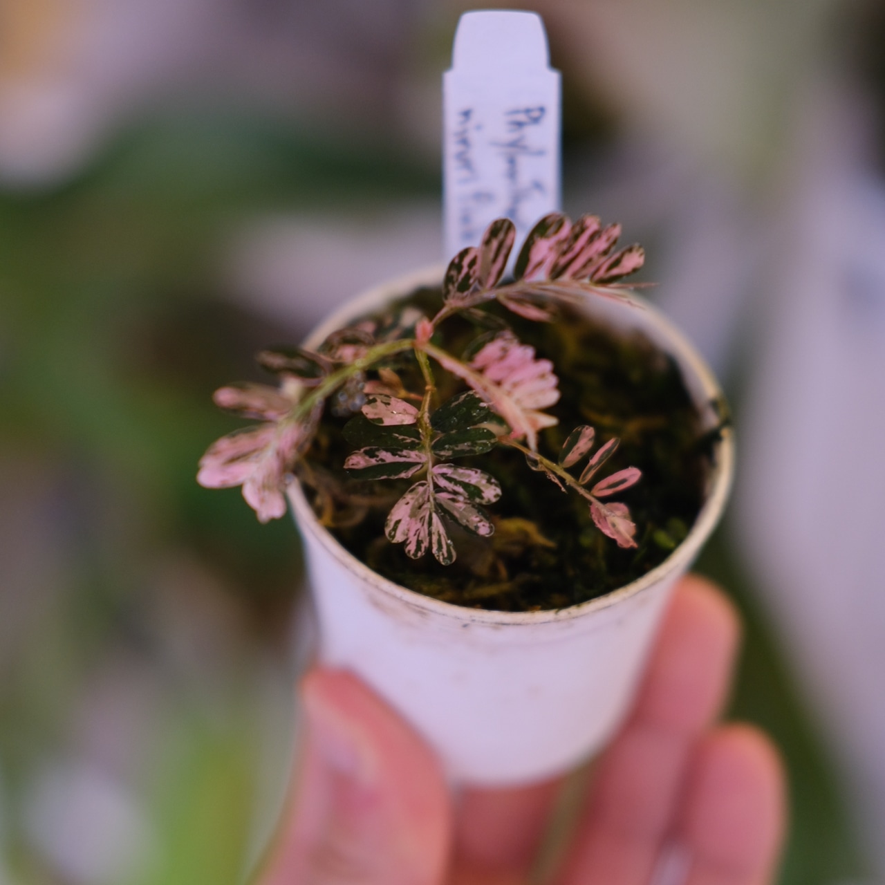 Phyllanthus urinaria 'Pink Variegated'│フィランサス・ウリナリア ピンク斑入り⑤│観葉植物