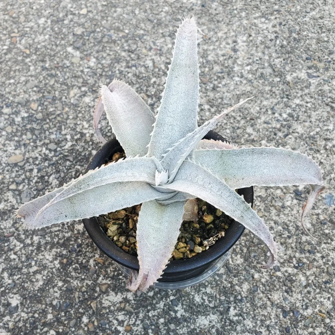 DBディッキア Dyckia Bill Baker hybrid #134 ⑶ ディッキア・ビル