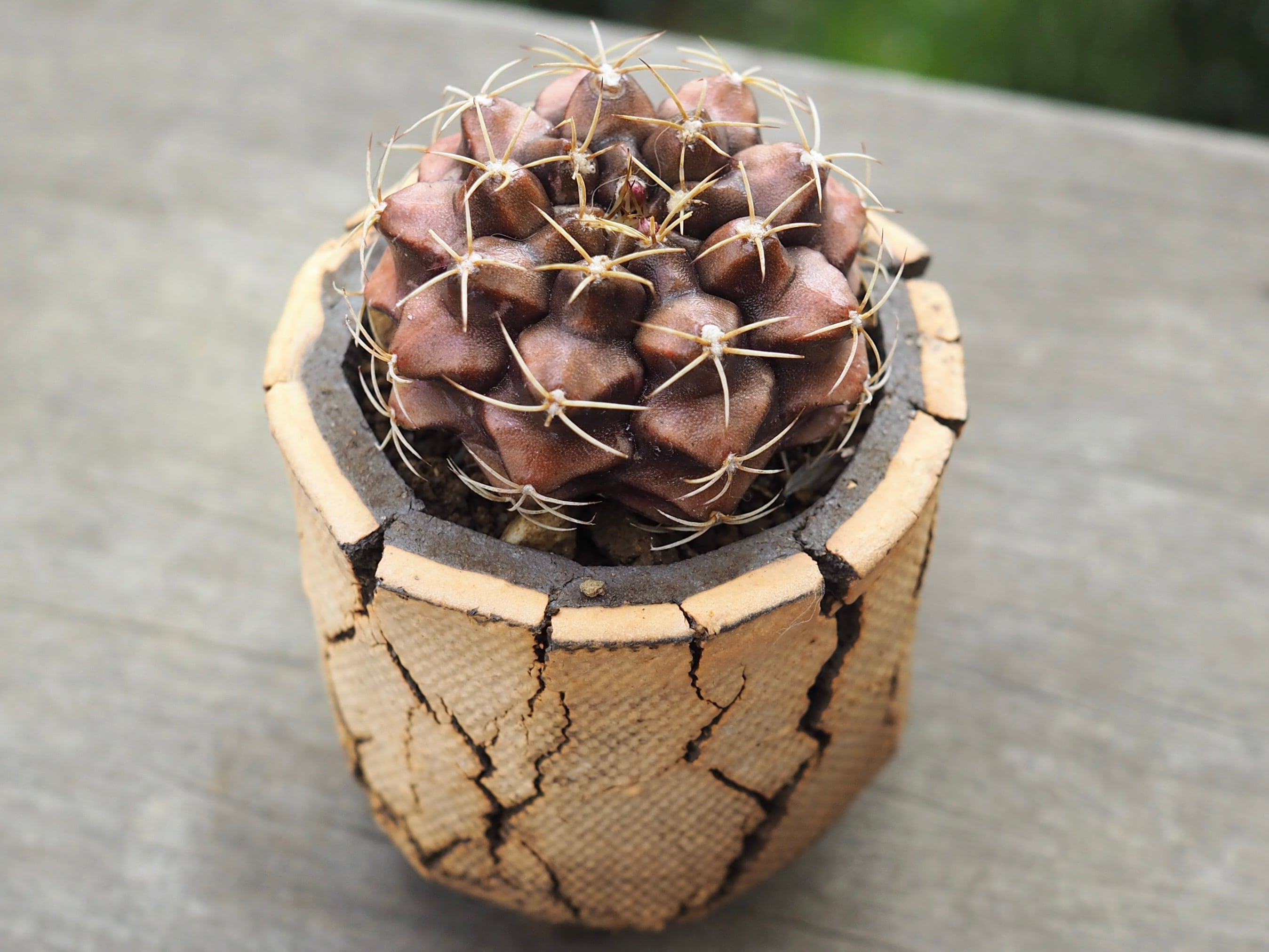 Gymnocalycium damsii ギムノカリキウム属 麗蛇丸  　蕾