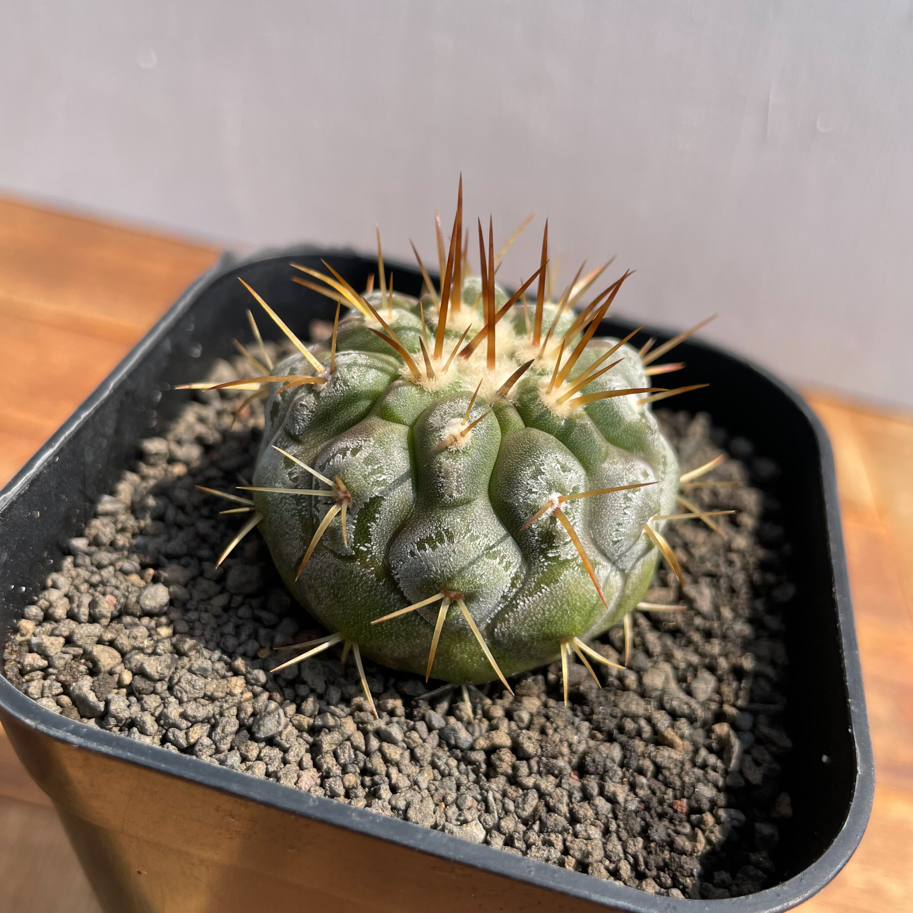 Copiapoa cinerea var. columna-alba【コピアポア・孤竜丸・実生