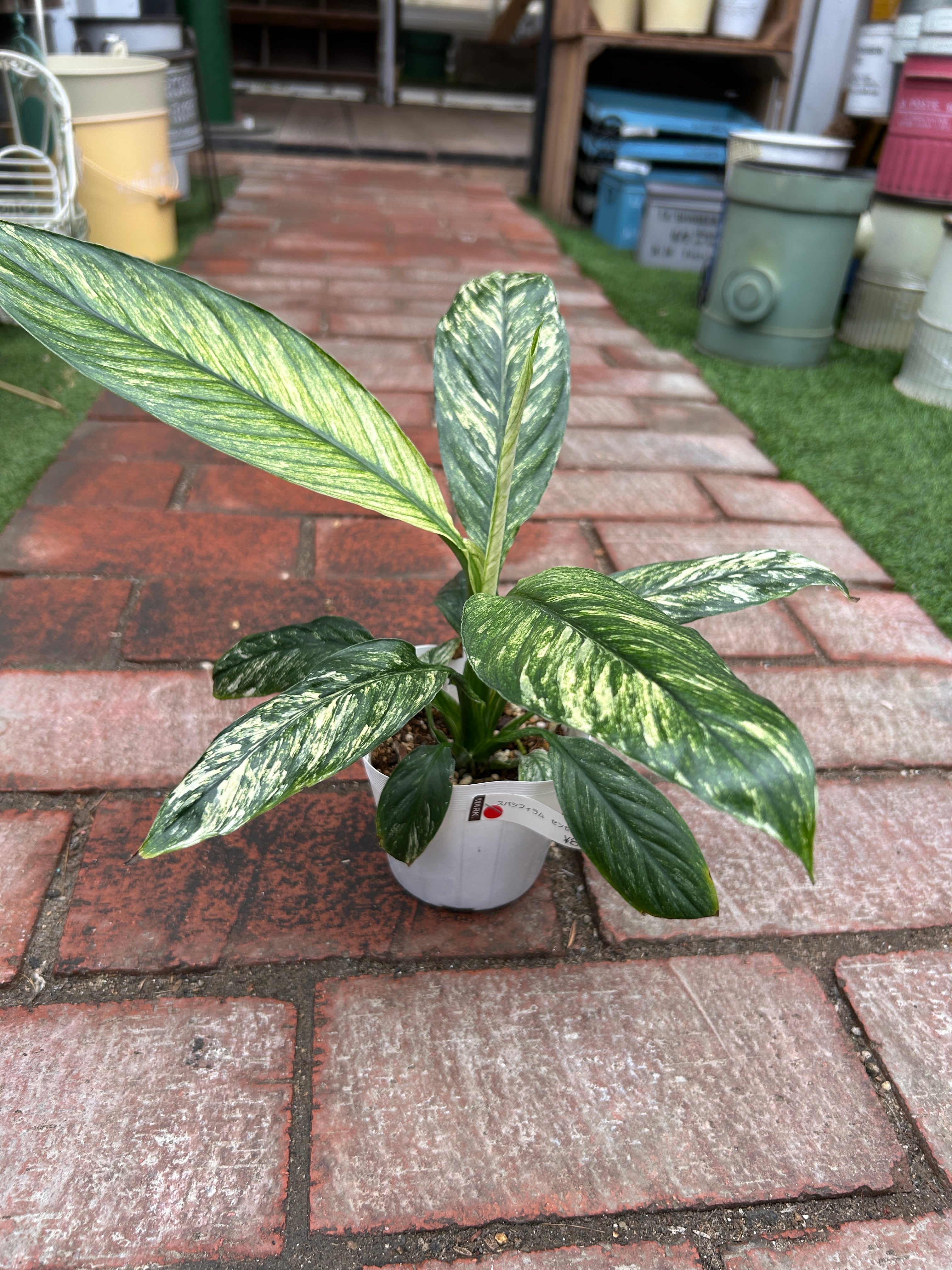 ハマセンダン 70センチ 観葉植物 スパティフィラム センセーション | オニ通