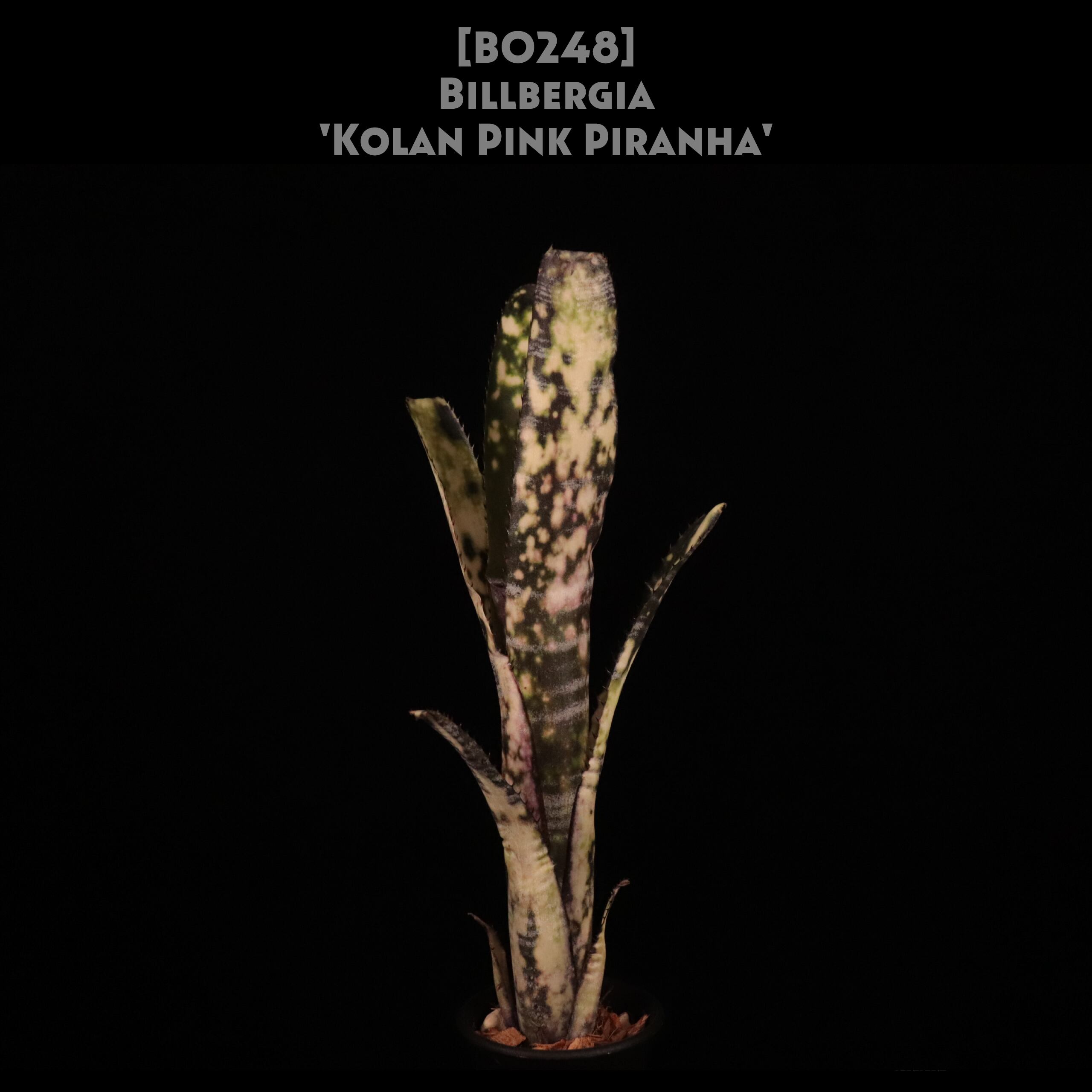 Billbergia 'Kolan man'〔ビルベルギア〕B0287 Billbergia. Kolan Jewel【artPLANTs/PLANTS GARAGE