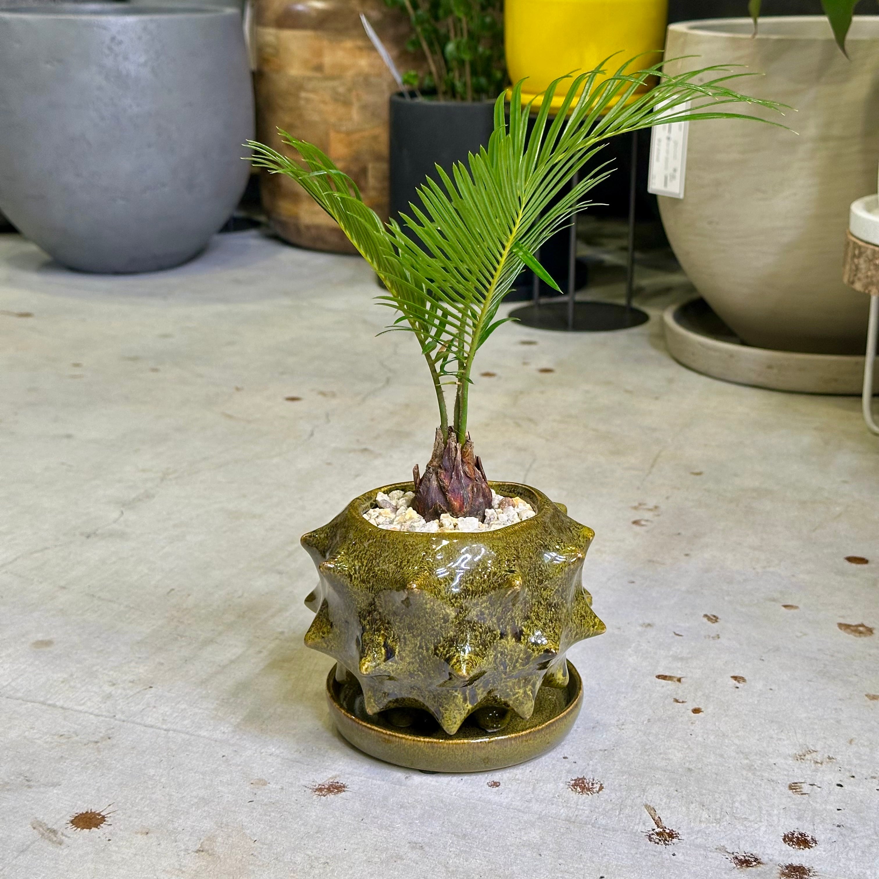 ソテツ 蘇轍 高さ 約90センチ 9号鉢付き ソテツ 蘇轍 高さ 約90センチ 9号鉢 子株付き ソテツ 蘇轍 高さ