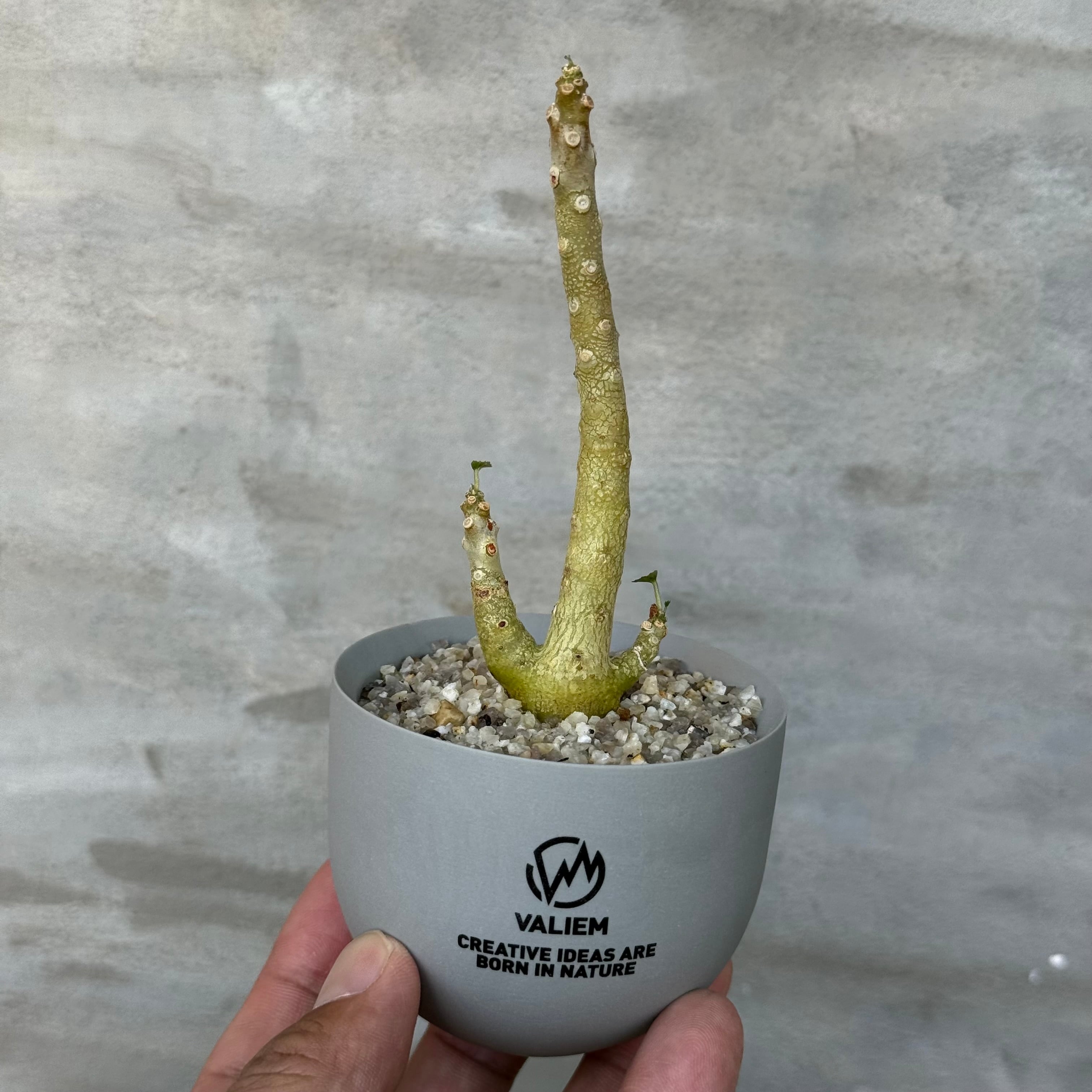 植物×鉢】アデニア プセウドグロボーサ 現地株発根済み × 陶器鉢 | A