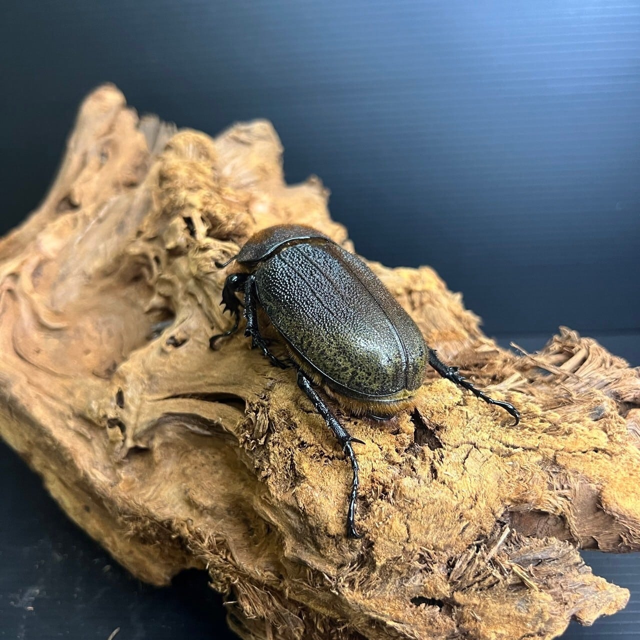 DH.ヘラクレスオオカブト♂153ミリ♀65ミリ