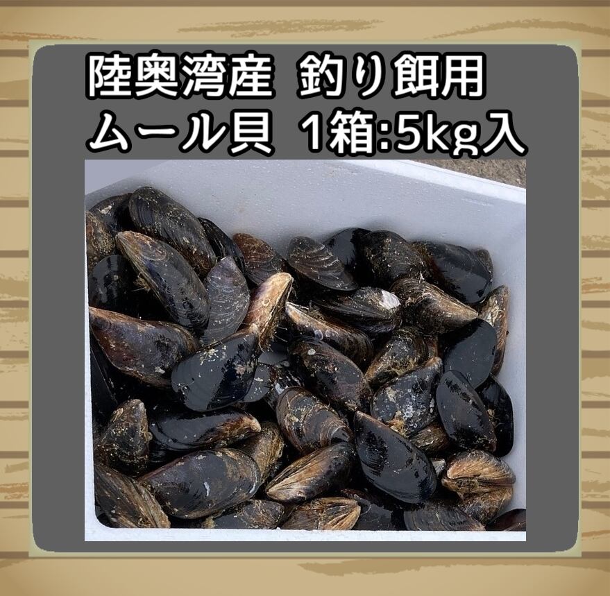 ★希少★ 活き石鯛餌 ★瀬戸貝★　かぶせ釣り カラス貝 セトガイ 50個 ☆希少☆ 活き石鯛餌 ☆瀬戸貝☆ かぶせ釣り カラス貝 セトガイ 50