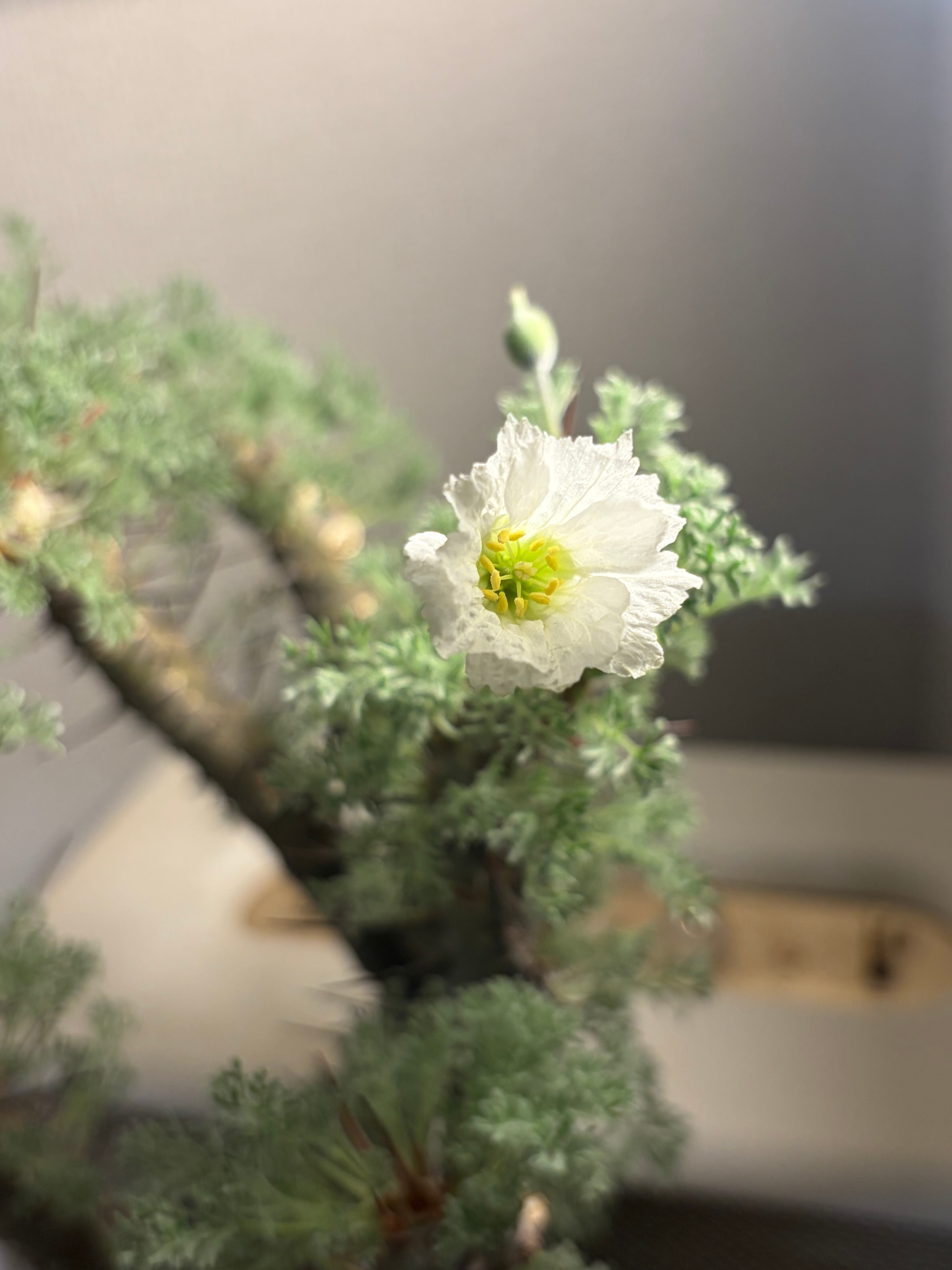 背の高い樹形が珍しいモンソニア クラシカウレコミフォラ ケラリア