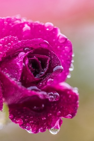 ラブマジック・オブ・ゴッデス・レイ