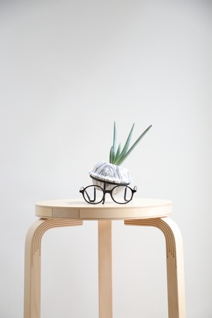 【M】アロエ プリカティリス/Aloe