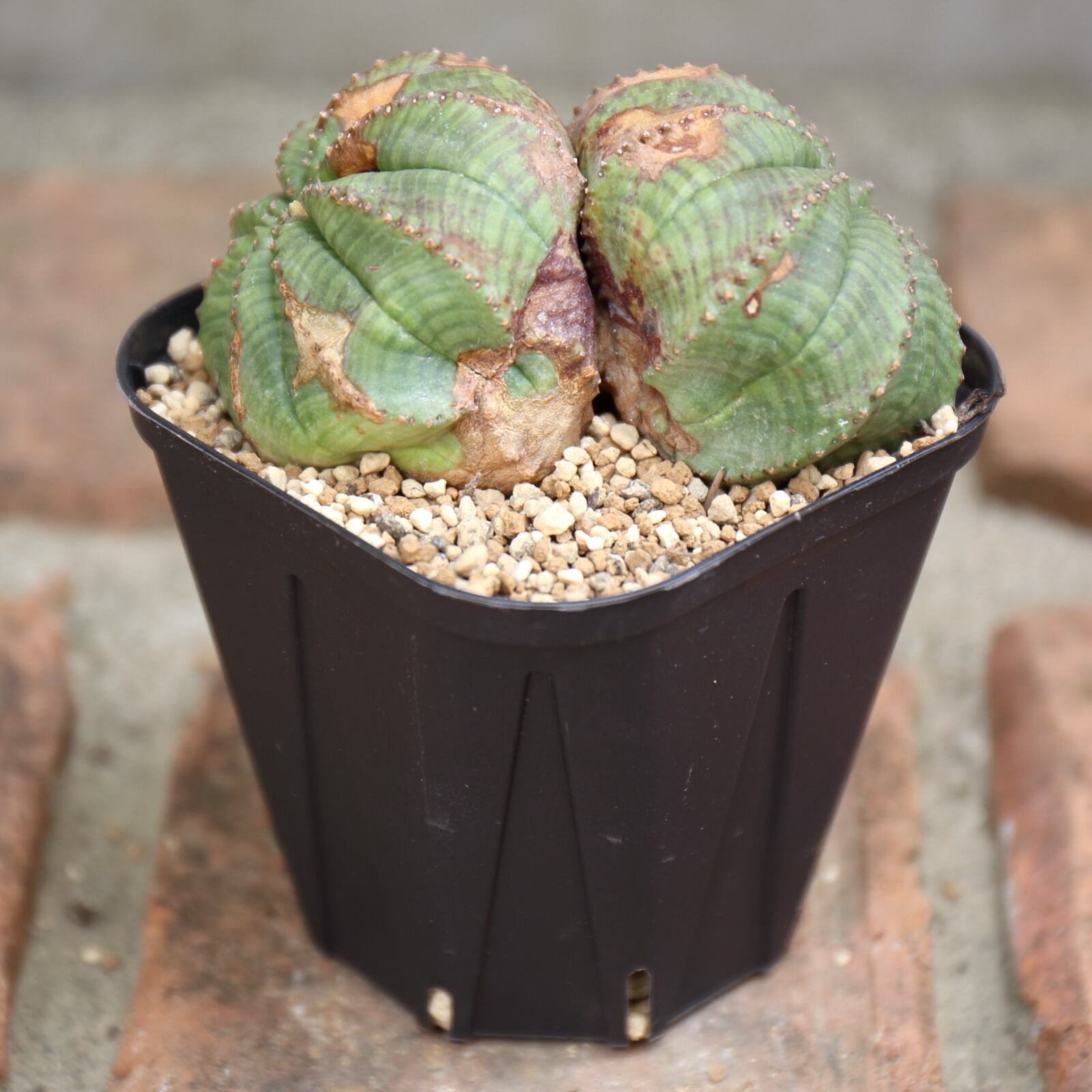 Euphorbia obesaユーフォルビア オベサ 3-4cm 100株-