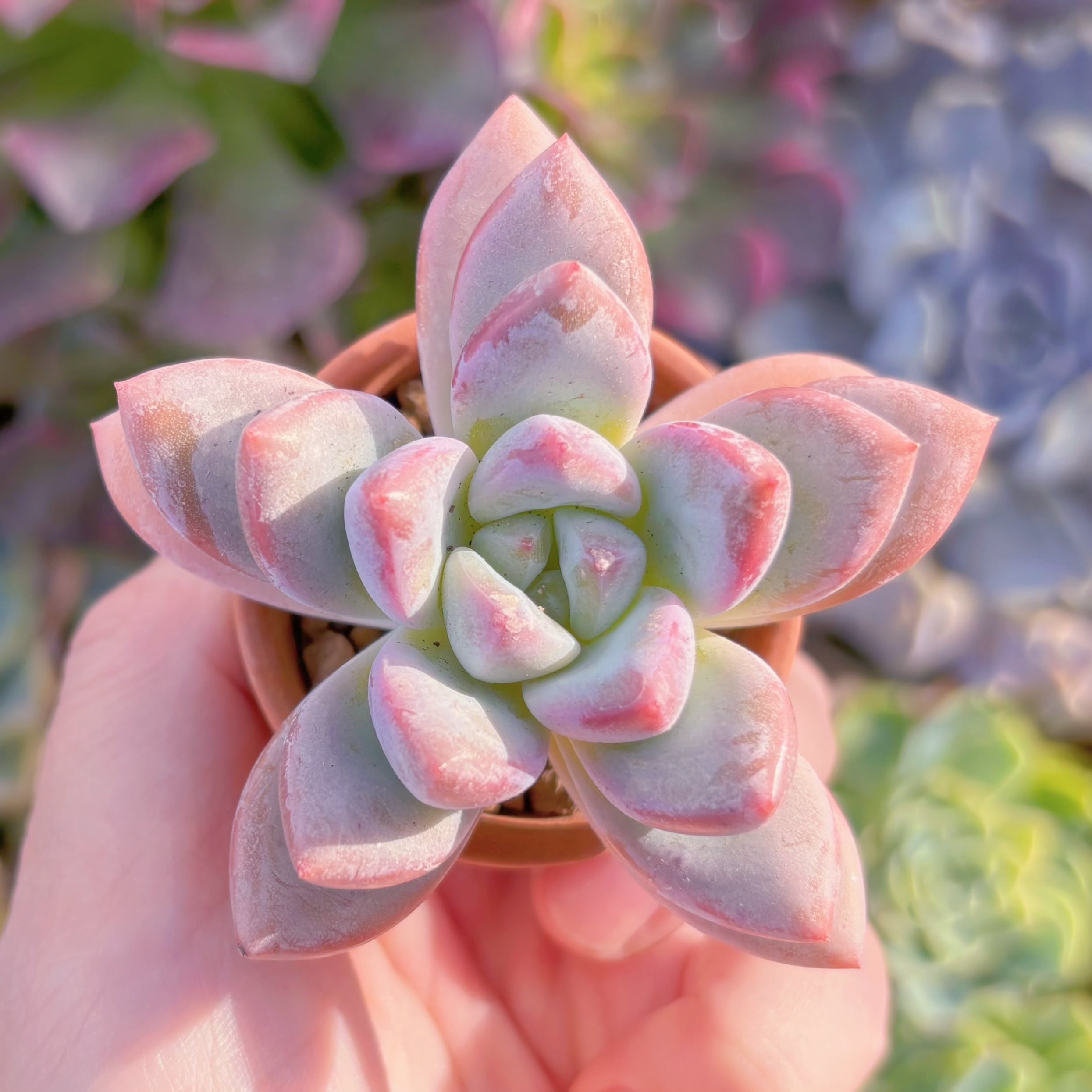 多肉植物　新品種　一葉(イチヨウ)　新入荷　るる農園