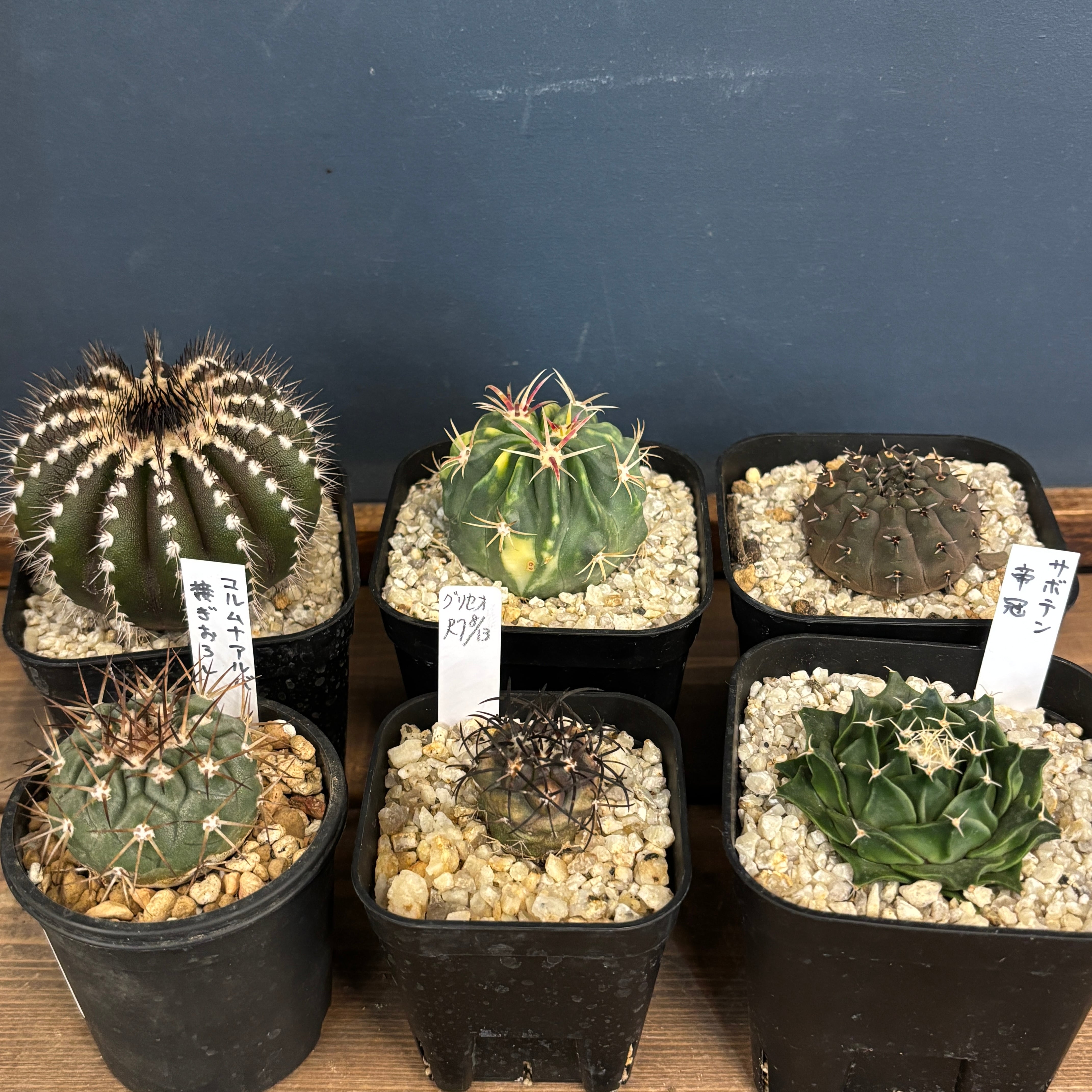 アガベ チタノタ アングリーハート【978】 | PROTOLEAF プロトリーフ