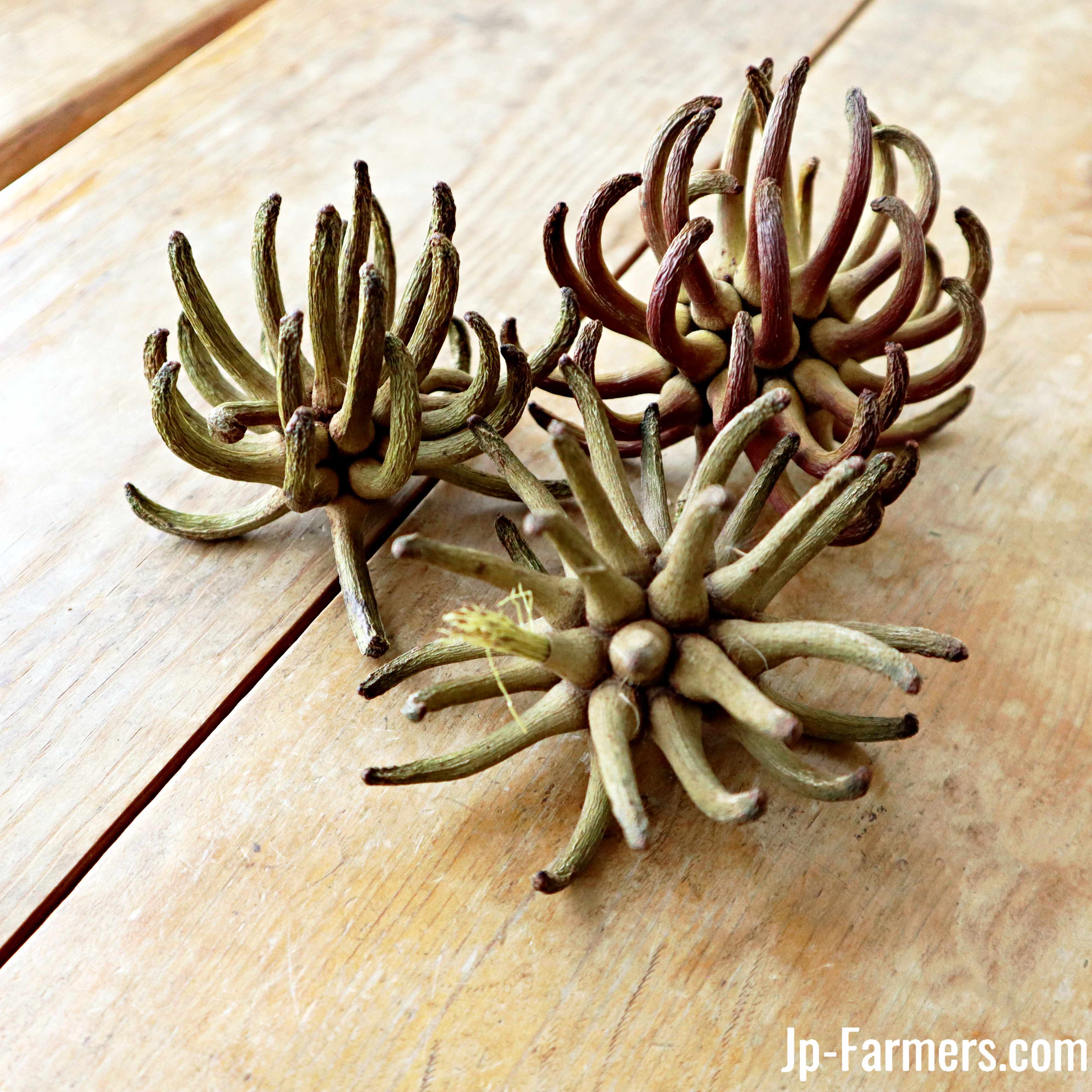 スワッグ花材 ユーカリ「スパイダーガムクロー」 1セット（10個