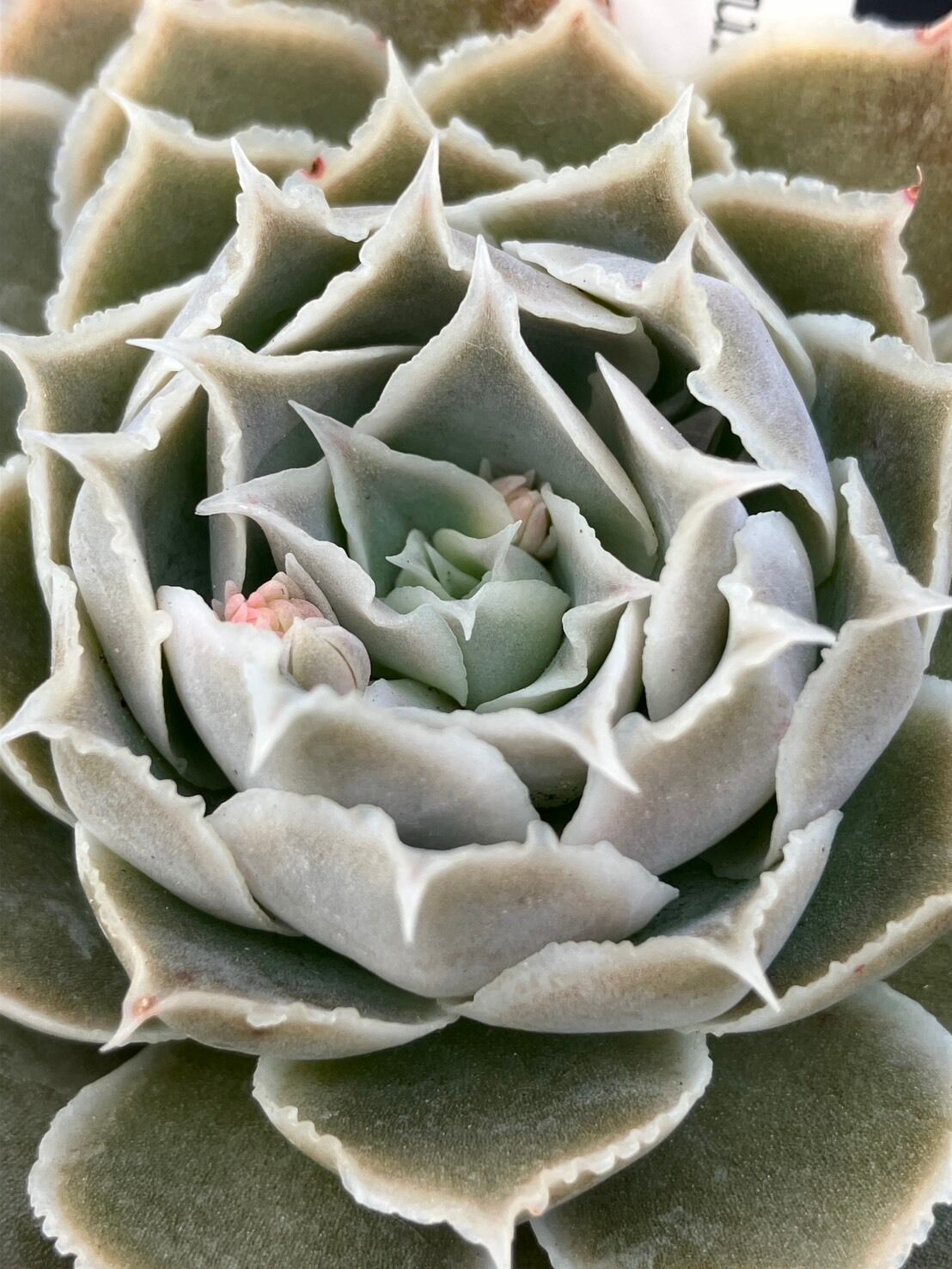 現物商品】simulans,Laguna Sanchez Leo Gonzales | 多肉植物研究所