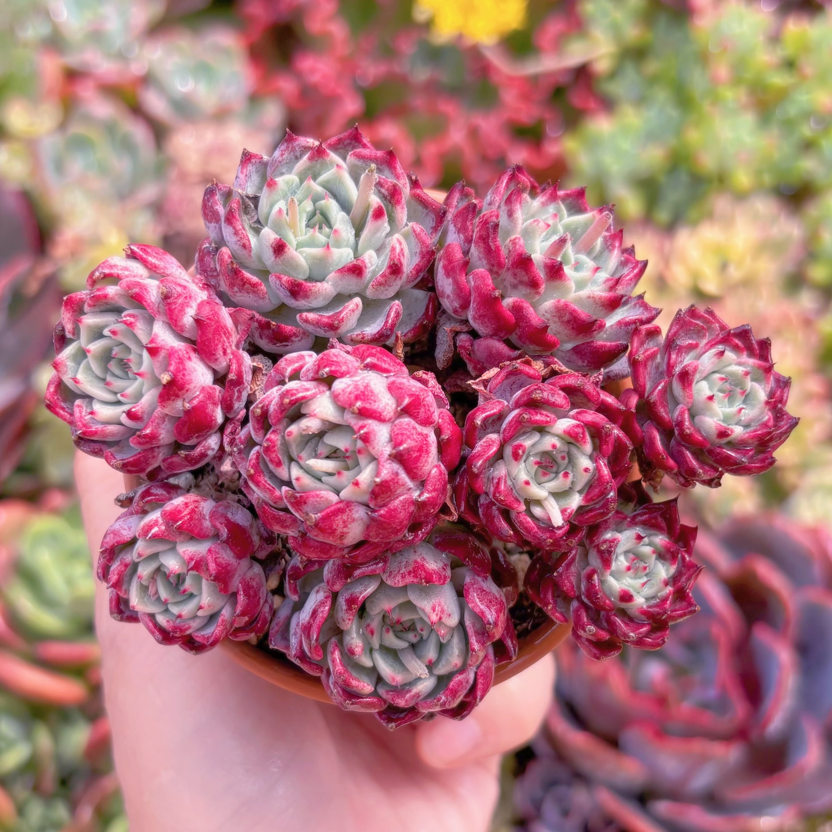 現品　沙羅姫牡丹#2160　るる農園