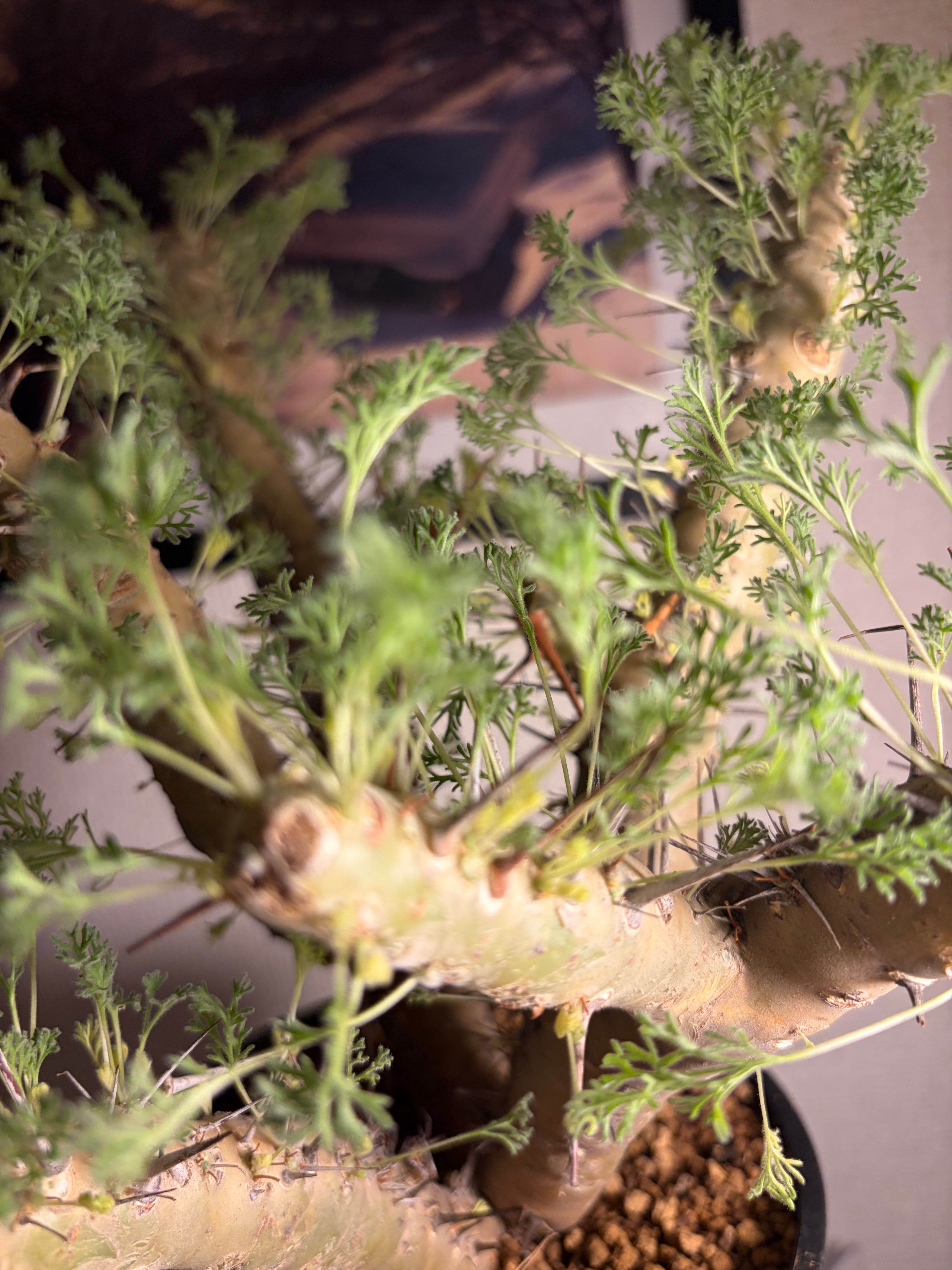 モンソニア クラシカウレ 塊根植物 コミフォラ ケラリア フォークイ
