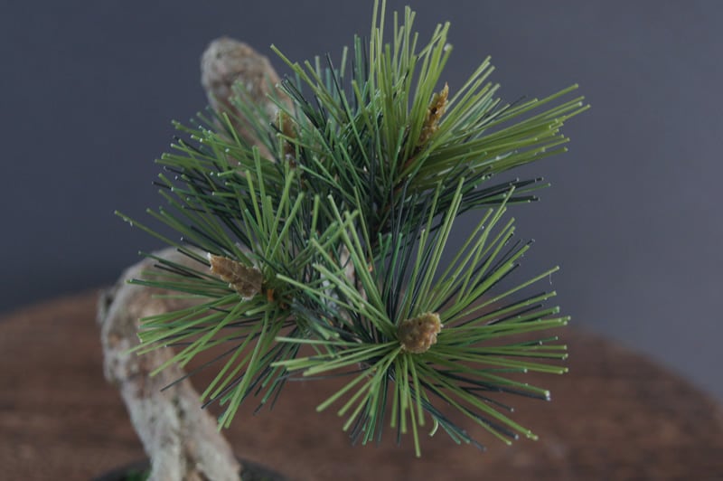 盆栽 松 Pinetree Bonsai #92 | Oh! BONSAI