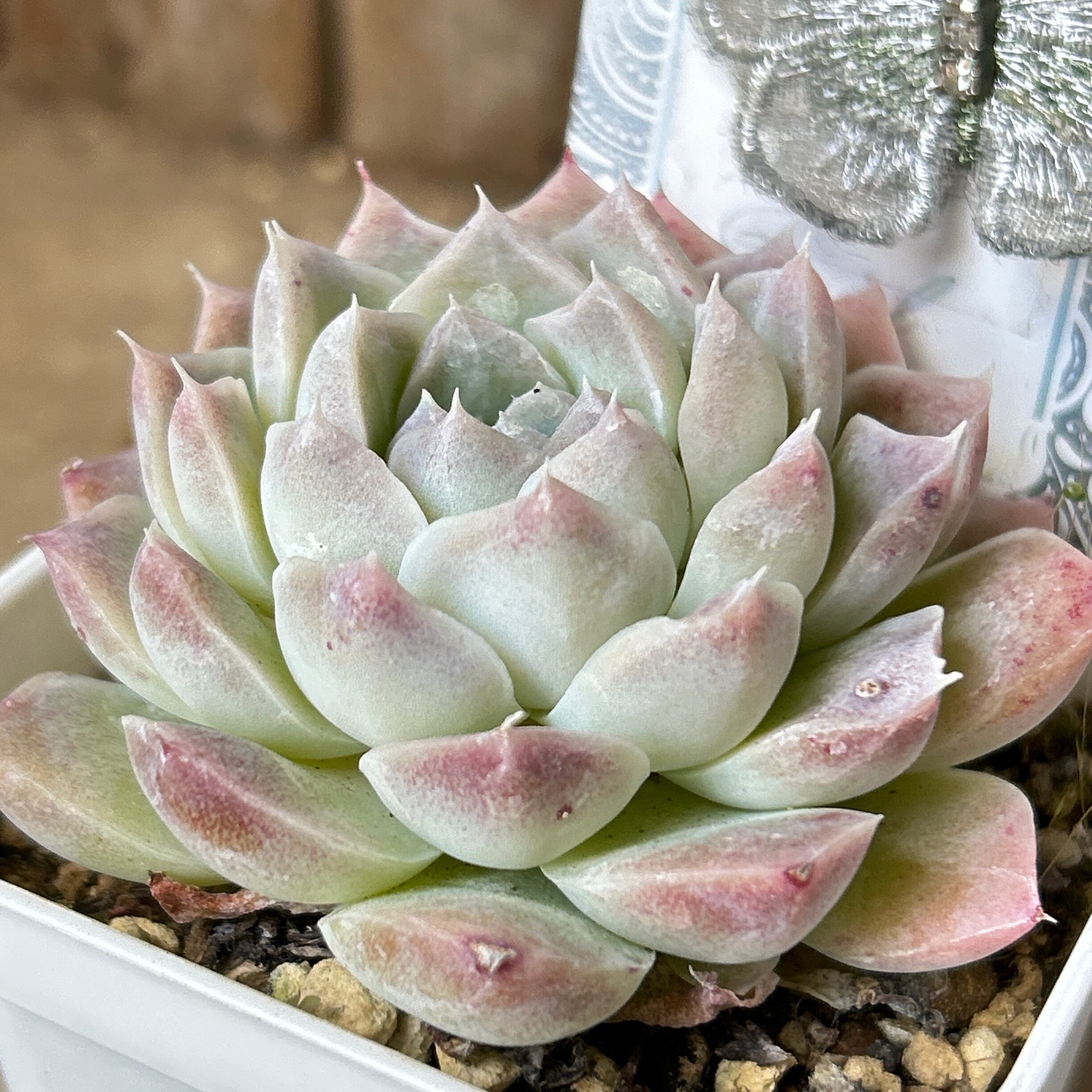 エボニー×ジロ | RuPo 多肉植物専門店