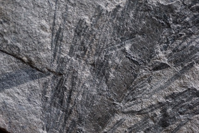 Asterophyllites longifolius　化石