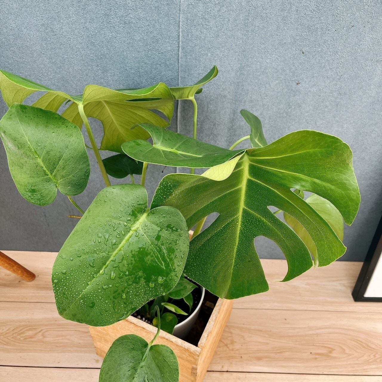 在庫］☆鉢カバー付き☆ モンステラ 6号 観葉植物 室内 育てやすい
