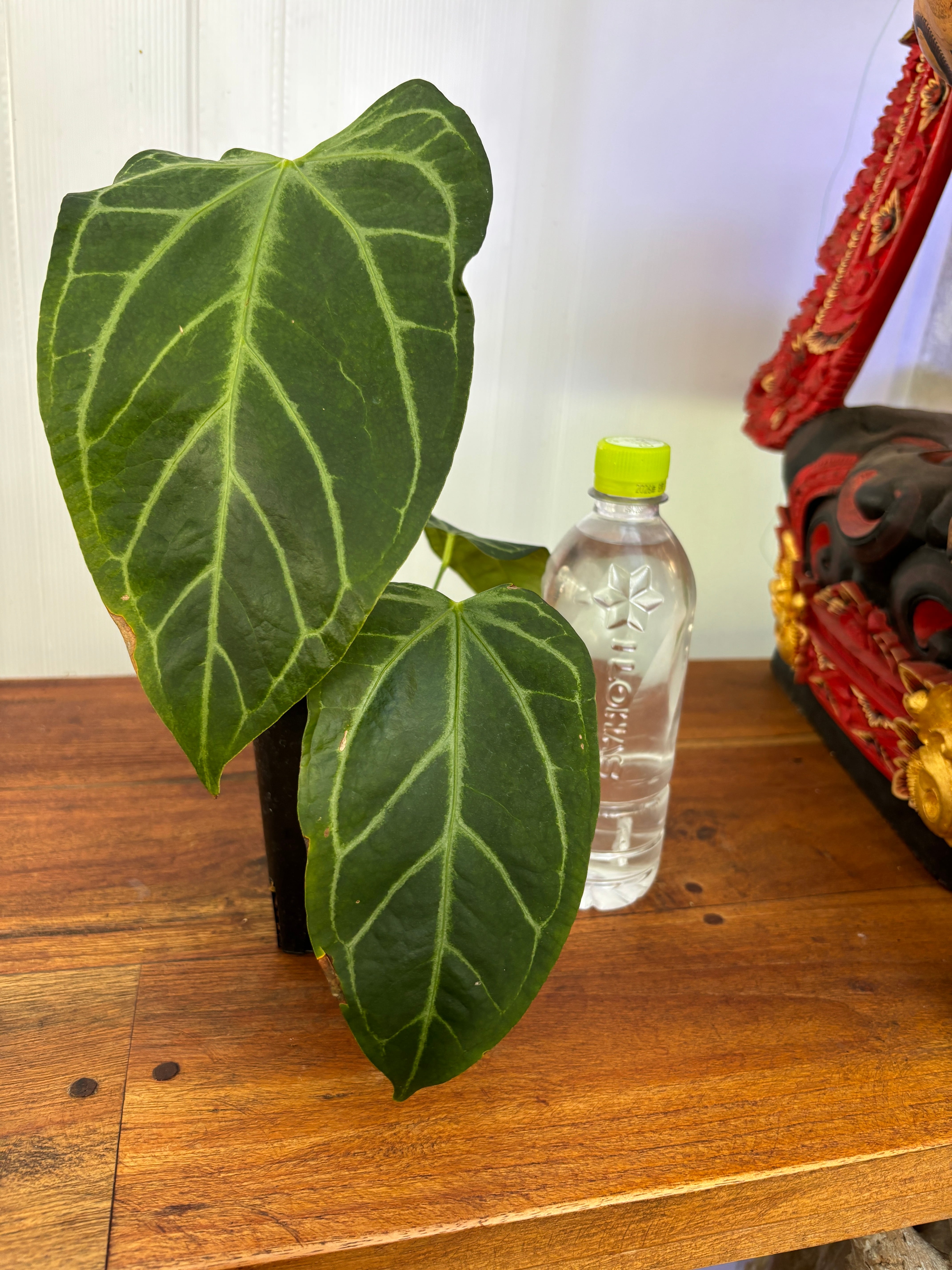 Anthurium | BALI-AN 園芸