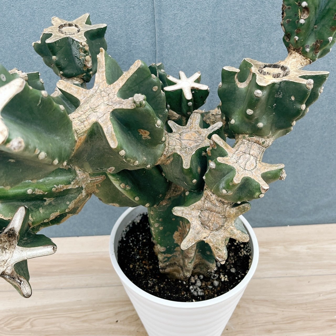 ［現品］10番　柱サボテン　鬼面角 ブランチ　8号　観葉植物　室内　大型　多肉 現品］10番 柱サボテン 鬼面角 ブランチ 8号 観葉植物 室内 大型 多肉