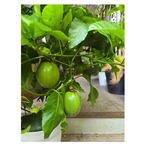 Passion fruit