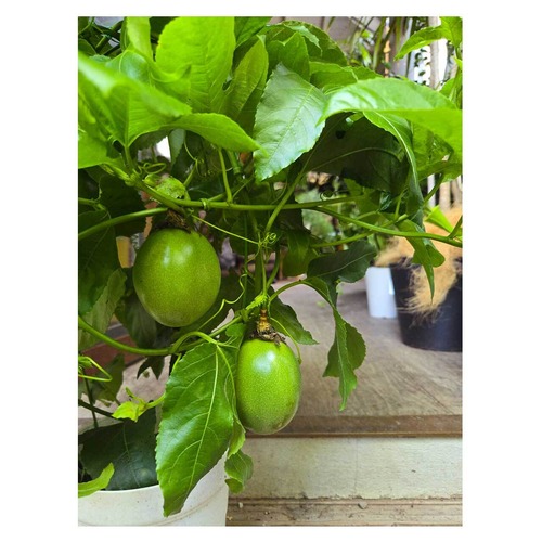 Passion fruit